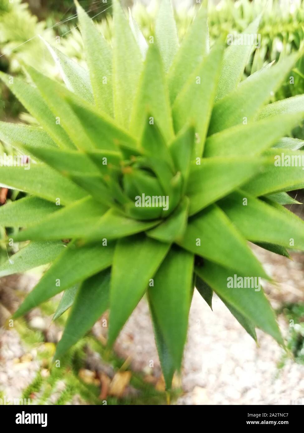 Monkey Puzzle Tree oder araucaia araucana Stockfoto