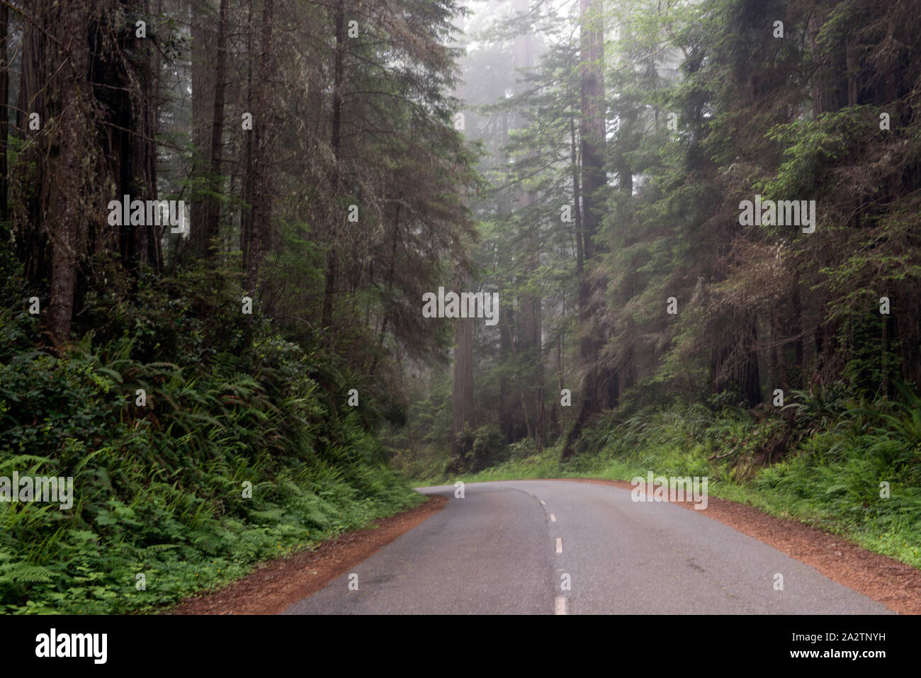 Redwood National- und State Park auf US 101 in Nordkalifornien Stockfoto