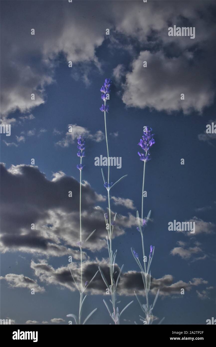 3 lila Lavendelstämme, überlagert mit einem wolkigen Himmel Stockfoto