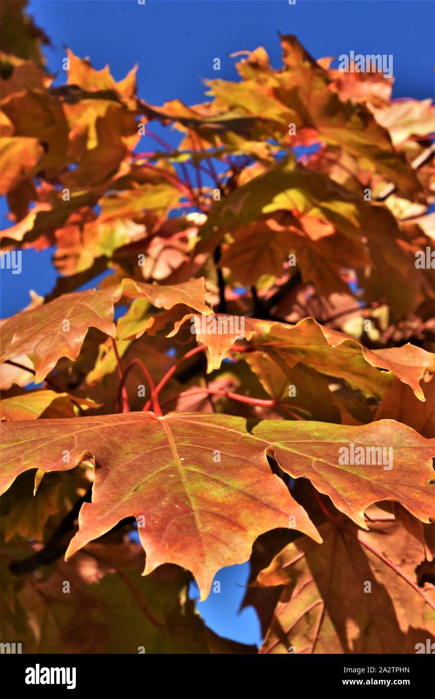 Zweig der Blätter sich Golden Brown als der Herbst kommt, mit einem klaren blauen Himmel Stockfoto