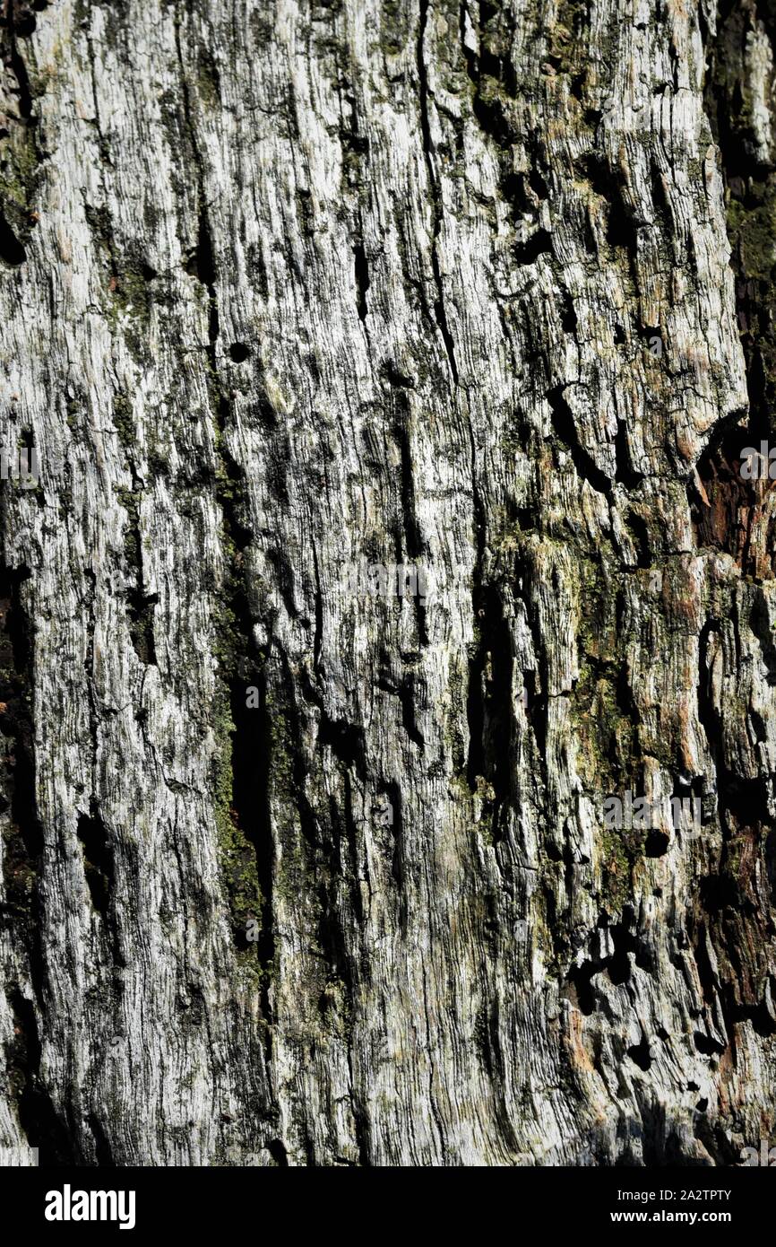 Nahaufnahme Detail Eiche wo Rinde hat sich für Hintergrundmuster gefallen. Stockfoto