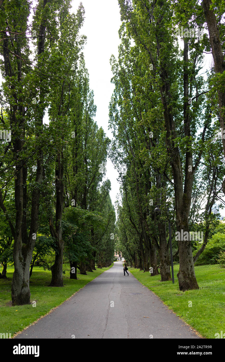 OSLO, NORWEGEN - Pfad zwischen hohen Bäumen im Park. Stockfoto