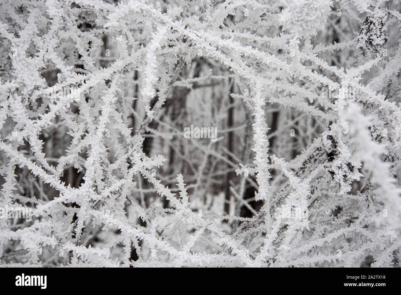 Winter im Wienerwald, Österreich Stockfoto