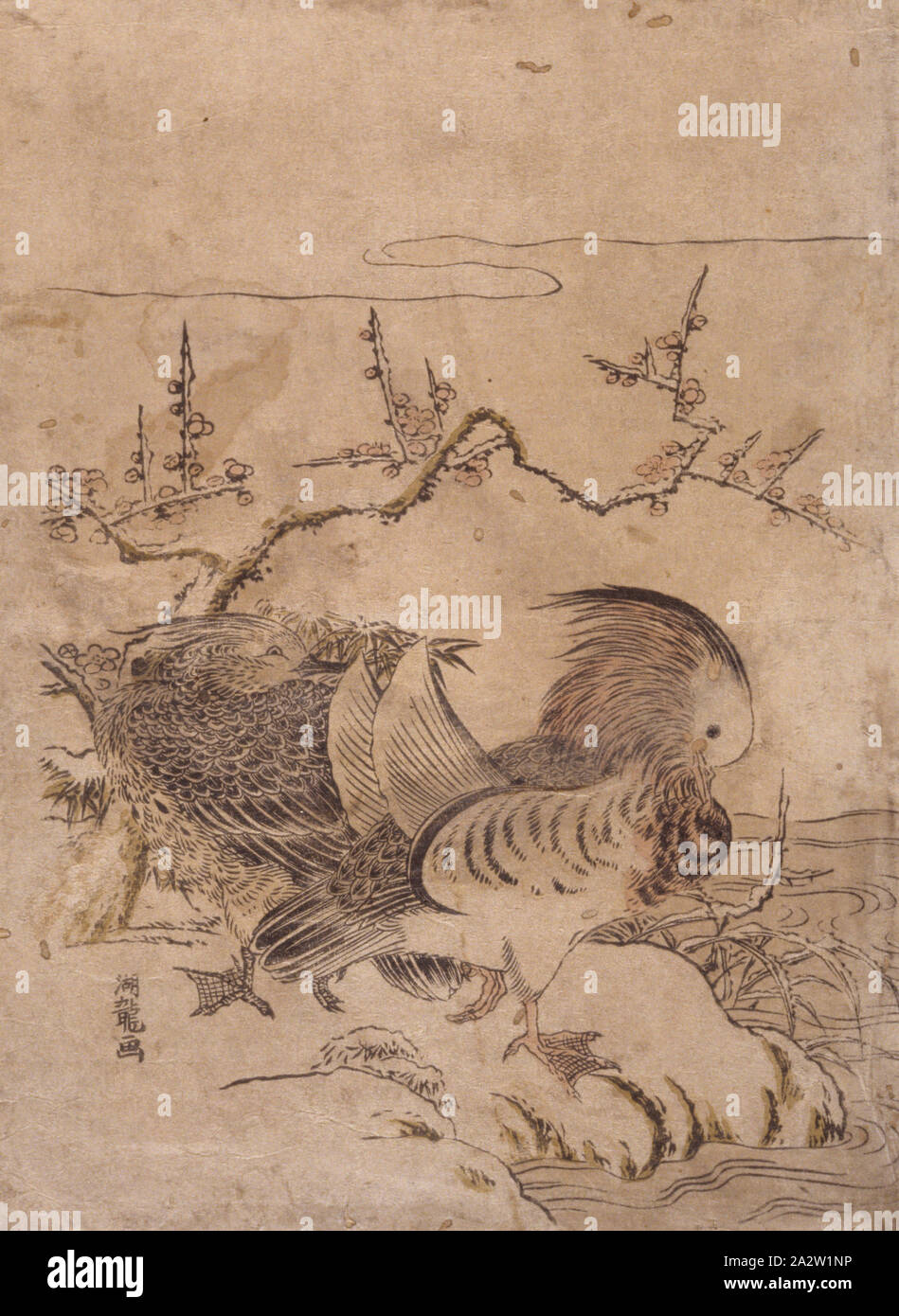 Mandarin Enten, isoda Koryūsai 磯田湖龍斎 (Japanisch, 1735-1790), um 1770 (durch die Daten des Künstlers), Tusche auf Papier, Farbe holzschnitt, 10-3/8 x 7-5/8 in., Unterschrift liest: Koryūga, Asiatische Kunst Stockfoto