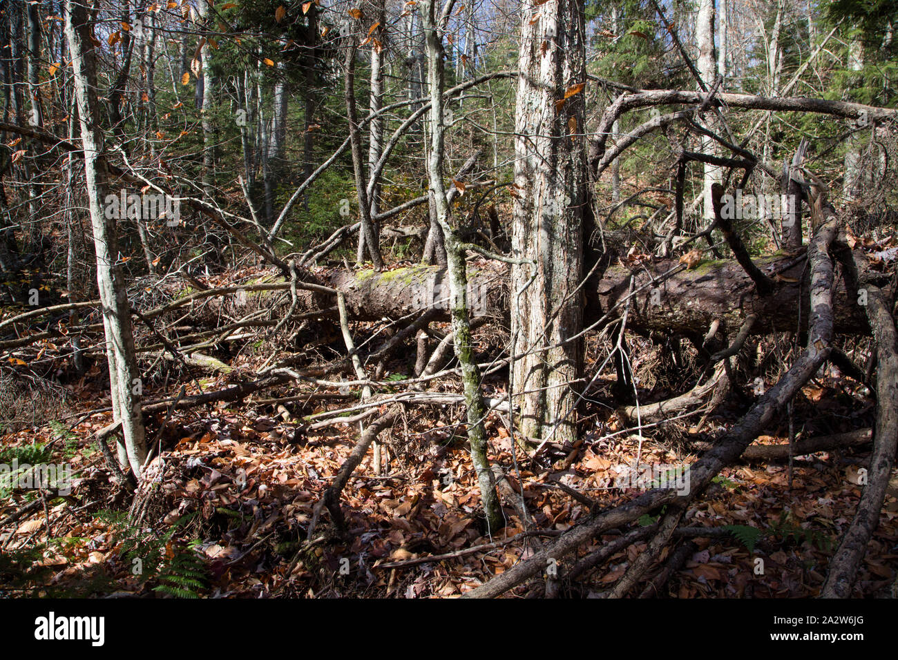 Reste einer seltenen und schwindende Alt - Wachstum, Wälder entlang der Gaudineer interpretative Trail in der Mongongahela National Forest West Virginia Stockfoto