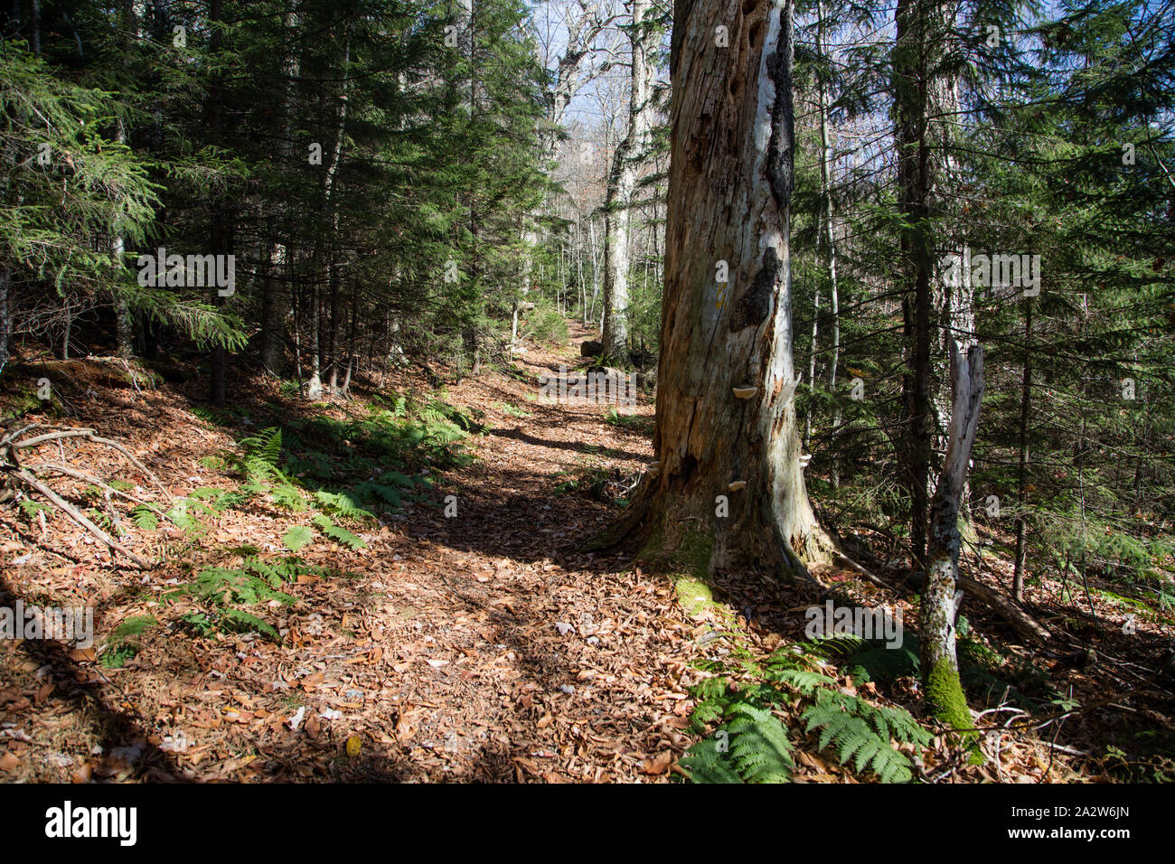 Reste einer seltenen und schwindende Alt - Wachstum, Wälder entlang der Gaudineer interpretative Trail in der Mongongahela National Forest West Virginia Stockfoto