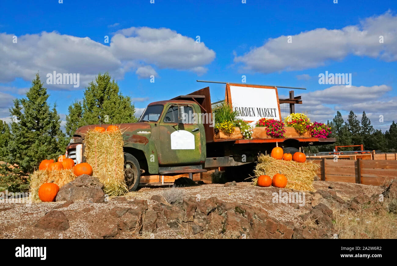 Eine alte, rostige Lkw ist mit Kürbissen und Heuballen kurz vor Halloween dekoriert. Stockfoto