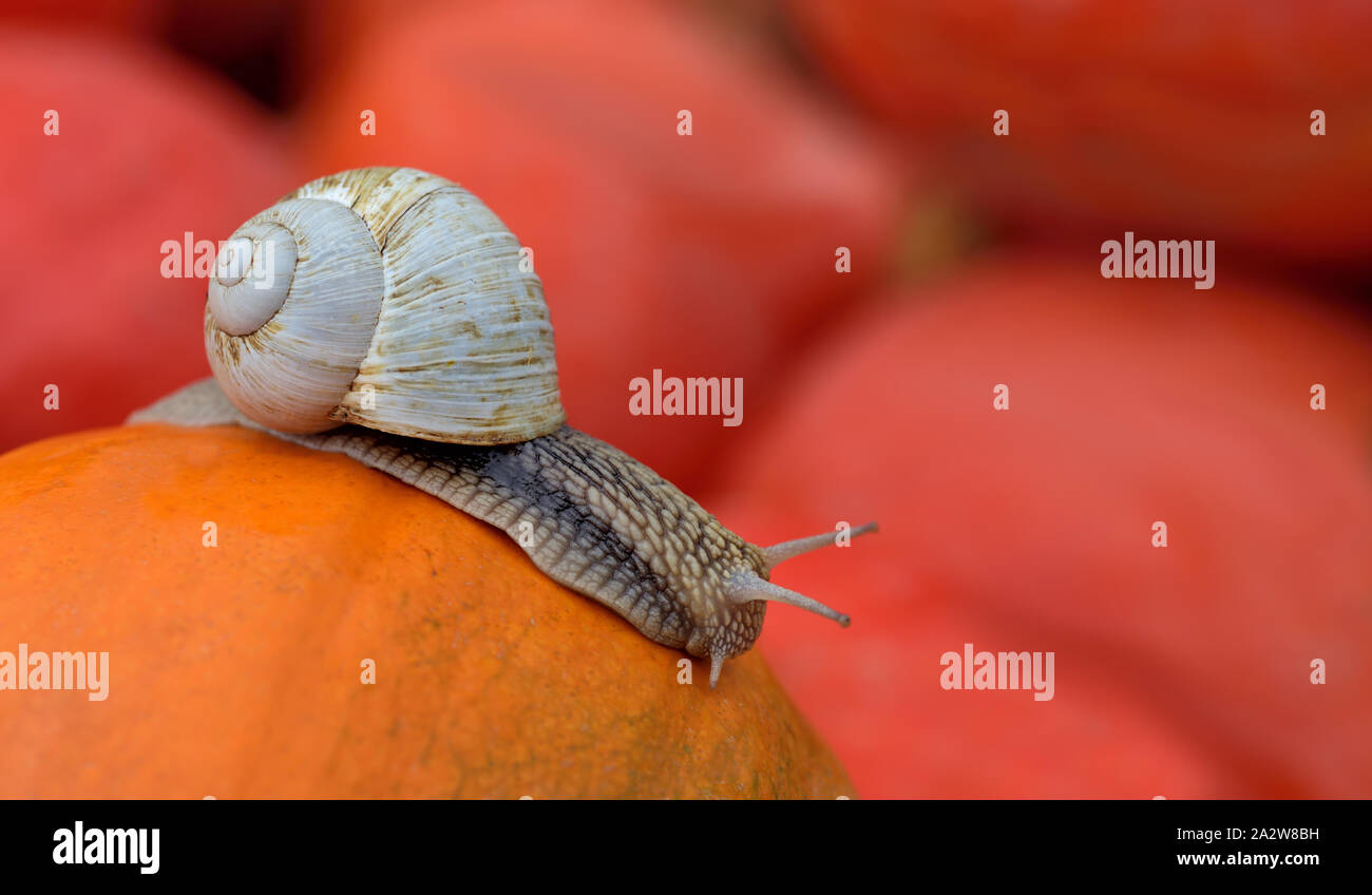 Eine große Schnecke mit einem Schneckenhaus kriecht langsam im Herbst über ein orange Kürbis vor andere kürbisse im Hintergrund Stockfoto