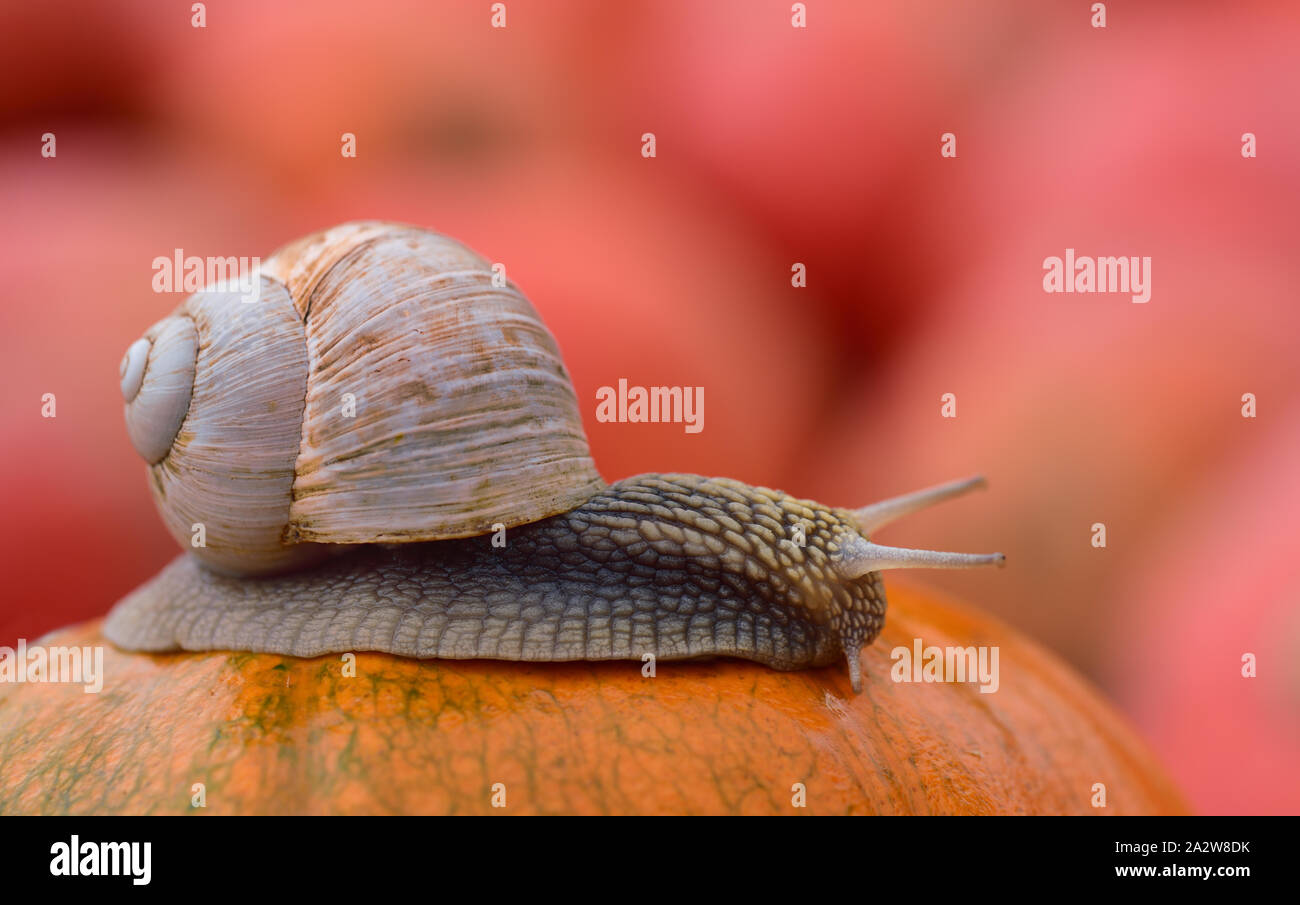 Eine große Schnecke mit einem Schneckenhaus kriecht langsam im Herbst über ein orange Kürbis vor andere kürbisse im Hintergrund Stockfoto