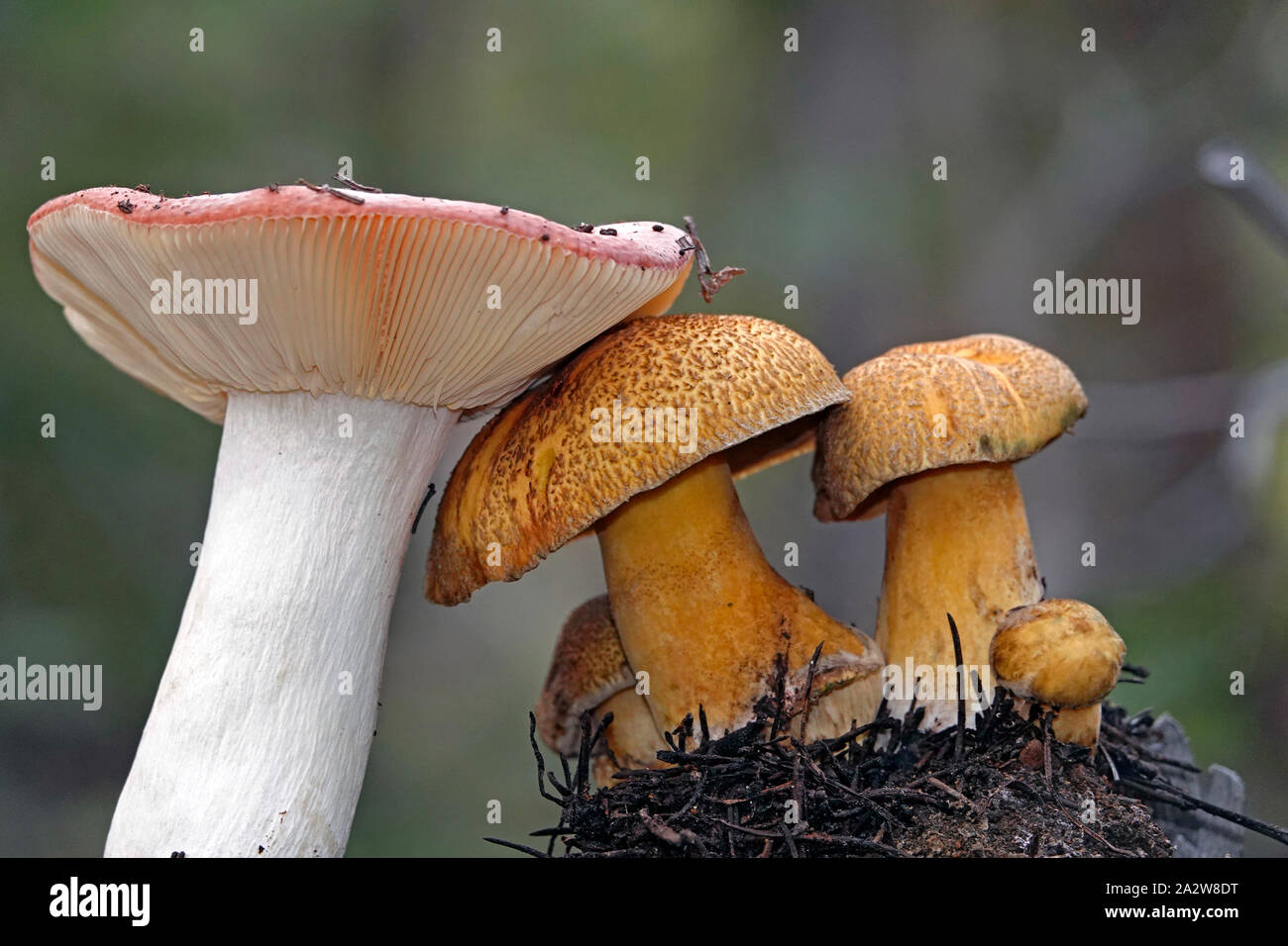 Suillus tomentosus Pilze (rechts), auch als "Poor Man's glatt Jack, oder Woolly-capped Suillusa, mit einem psathyrella bicolor Pilz (links). Beide sind Stockfoto