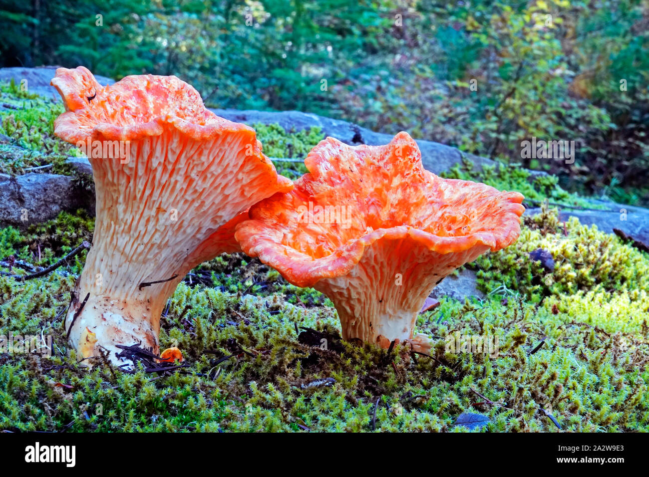 Wooly Pfifferlinge, Turbinellus flocossus, eine wilde, nicht essbaren Pilz, der im pazifischen Nordwesten der USA wächst. Stockfoto