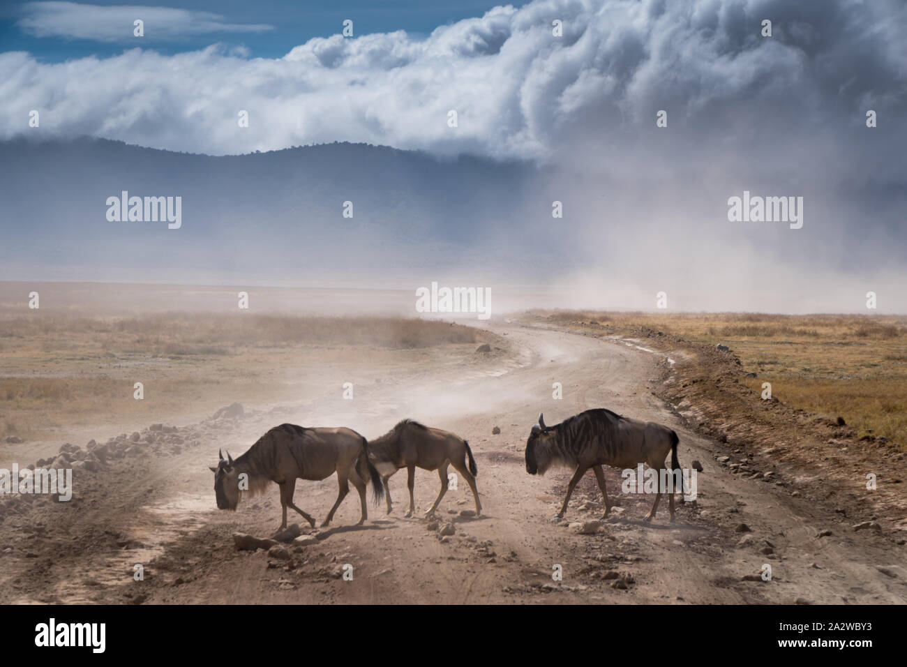 Erschöpft Familie der Afrikanischen Blue Wildebeest auf der Straße vorbei in Ngorongoro Nationalpark. Tansania. Staubiger blauer Himmel und Berg im backgroun Stockfoto