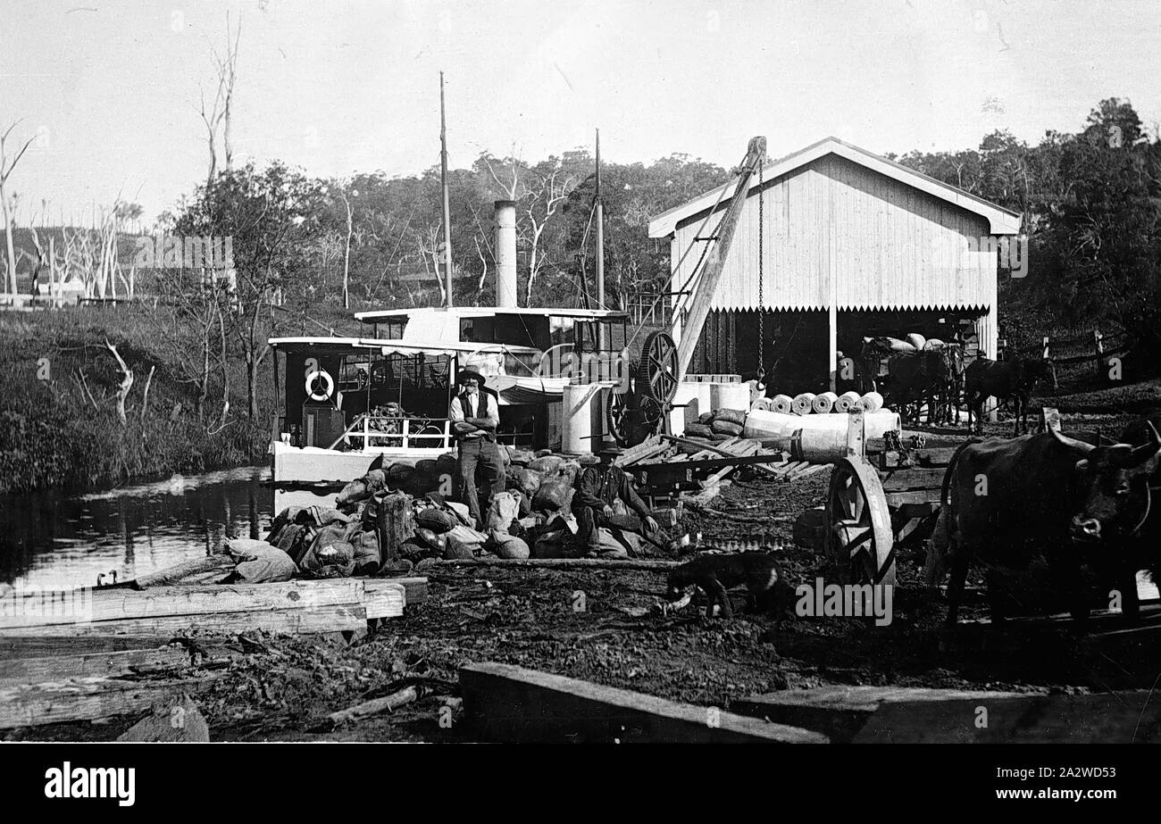 Negative - Gippsland, Victoria, um 1910, ein Boot auf einem Fluss landen. Es ist ein Mann in den Vordergrund, eine Winde hinter ihm und einen Ochsen Team im Hintergrund Stockfoto