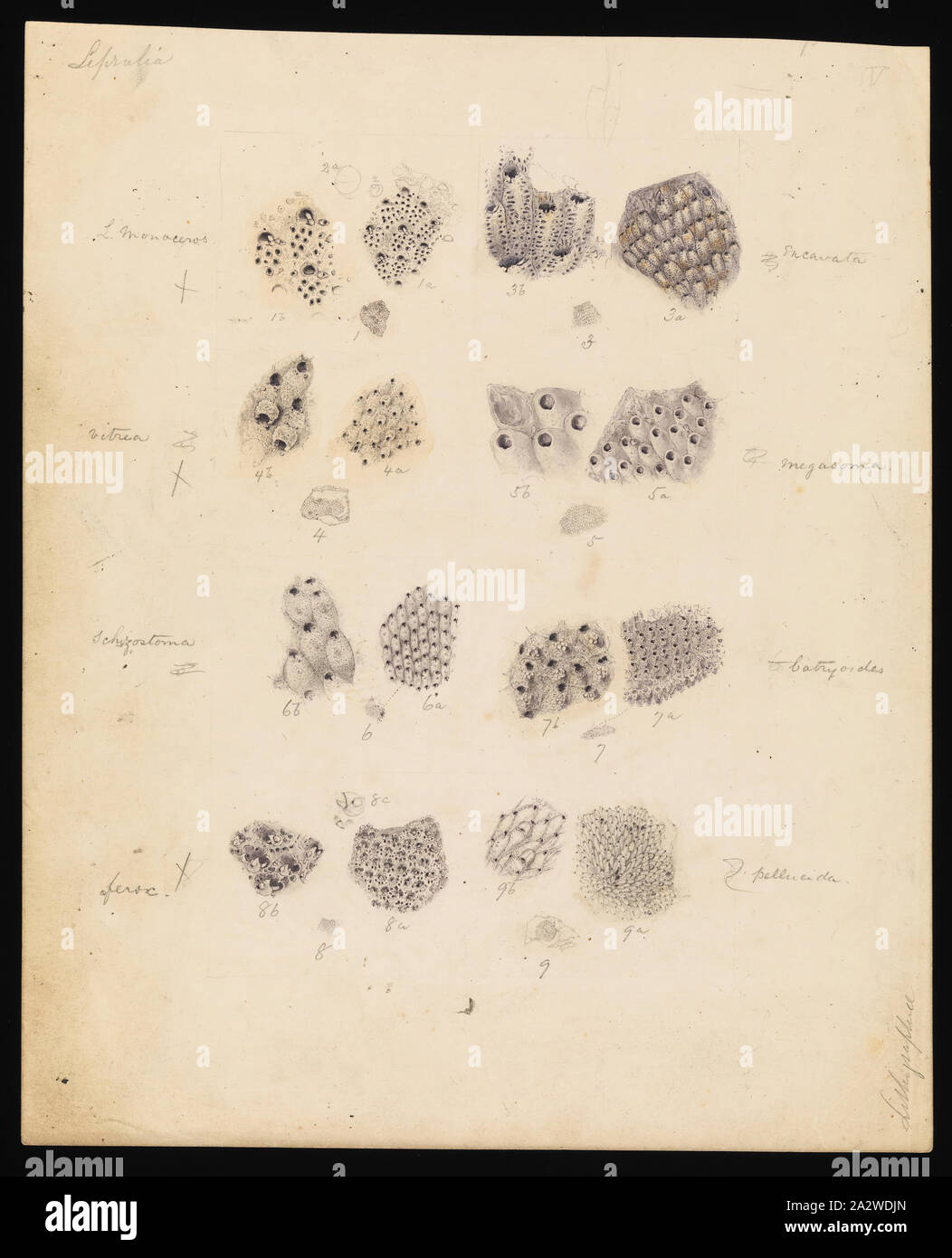 Zeichnung - Bleistift und Aquarell auf Papier, nicht nummerierten Zeichnung endlich veröffentlicht, Platte 38 im Prodromus der Zoologie von Victoria von Frederick McCoy Stockfoto