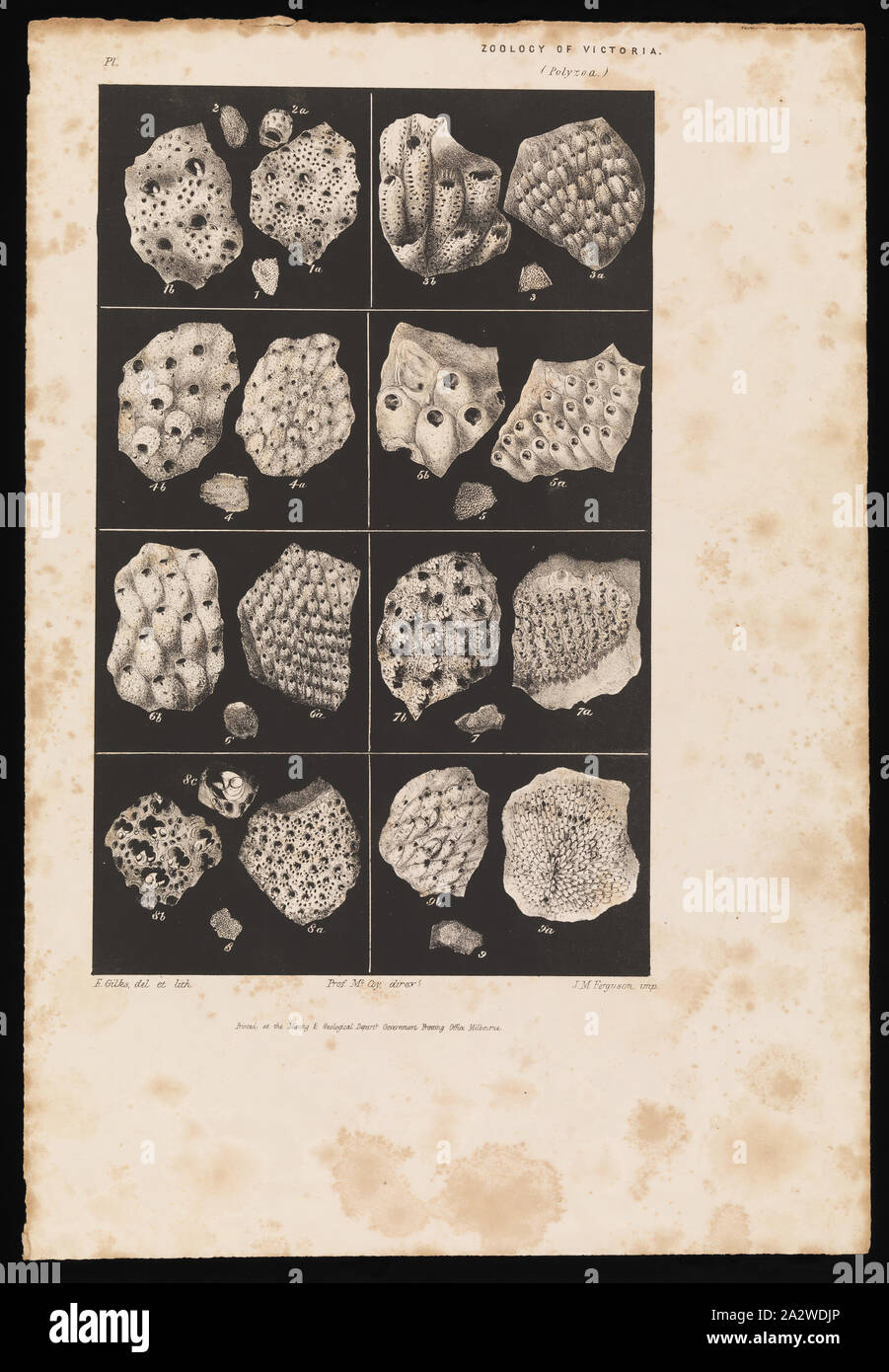 Lithographische Proof-lithographischen Tinte & Papier, lithographischen Beweis endlich veröffentlicht, Platte 38 im Prodromus der Zoologie von Victoria von Frederick McCoy Stockfoto