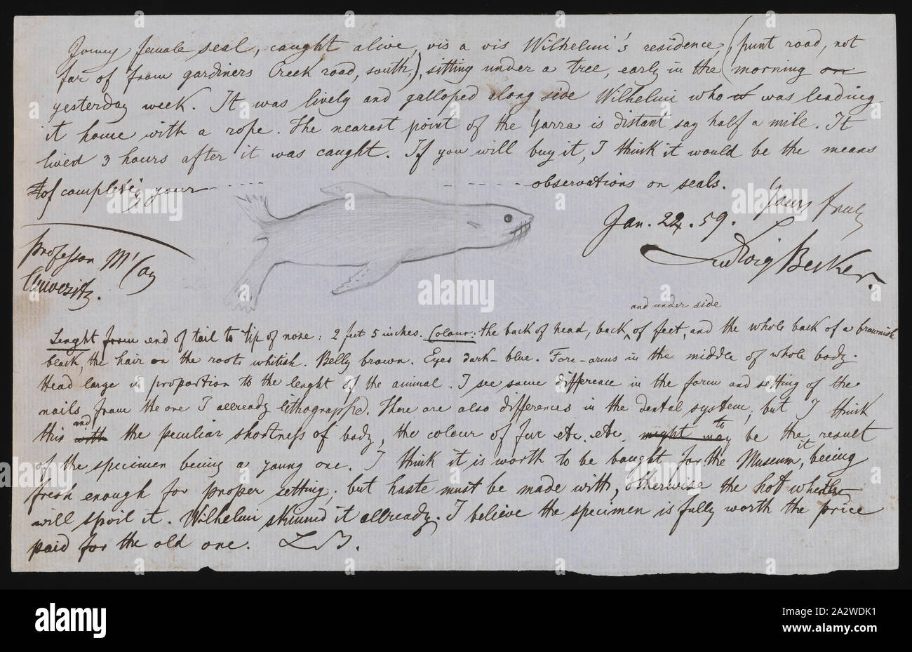 Notizen - Tinte auf Papier, Schreiben von Ludwig Becker zu McCoy mit der Veröffentlichung der Platte 31 im Prodromus der Zoologie von Victoria von Frederick McCoy verbunden Stockfoto