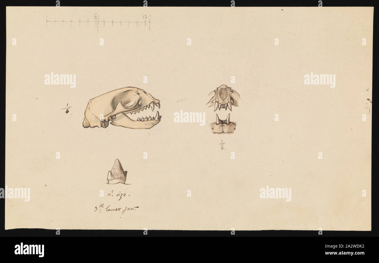 Abbildung - Bleistift auf Papier, nicht nummerierten Abbildung b. Mit der Veröffentlichung der Platte 31 im Prodromus der Zoologie von Victoria von Frederick McCoy verbunden Stockfoto
