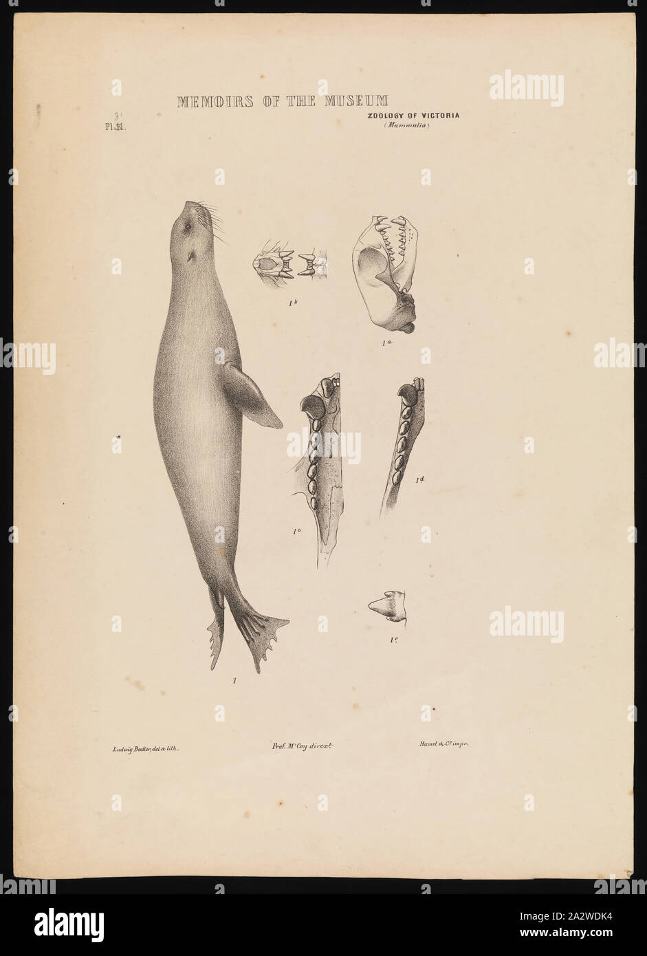 Lithographischen Drucken - Lithographische Tinte und Bleistift auf Papier, eine Farbe Beweis veröffentlicht, Platte 31 im Prodromus der Zoologie von Victoria von Frederick McCoy Stockfoto