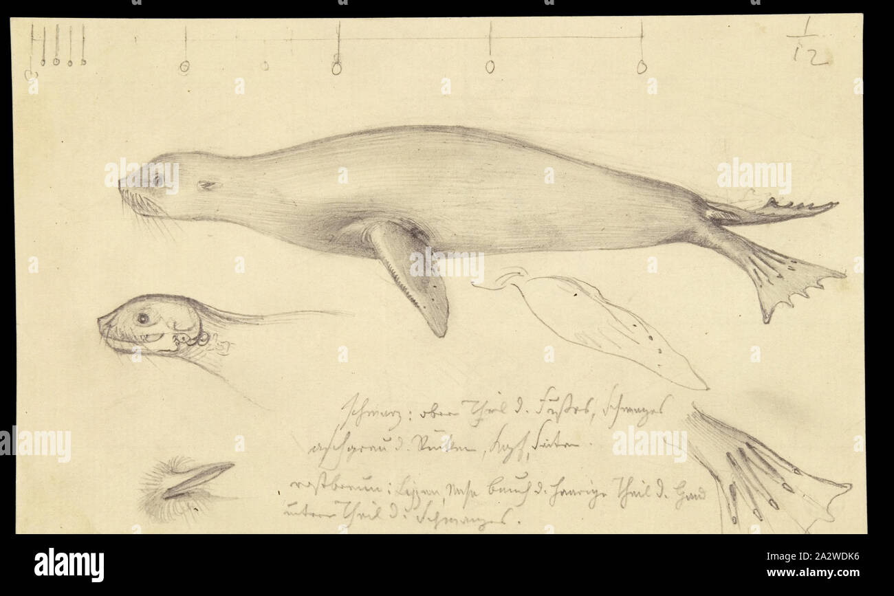 Abbildung - Bleistift auf Papier, nicht nummerierten Abbildung: a. im Zusammenhang mit der Veröffentlichung der Platte 31 im Prodromus der Zoologie von Victoria von Frederick McCoy Stockfoto