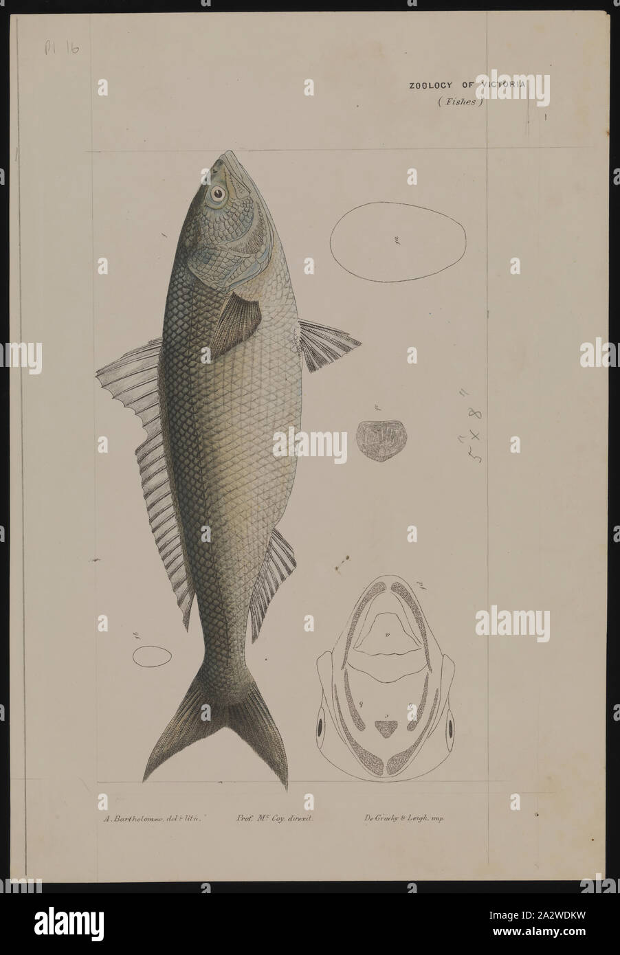 Die Lithographie, schließlich veröffentlicht als Platte 16 im Prodromus der Zoologie von Victoria von Frederick McCoy Stockfoto
