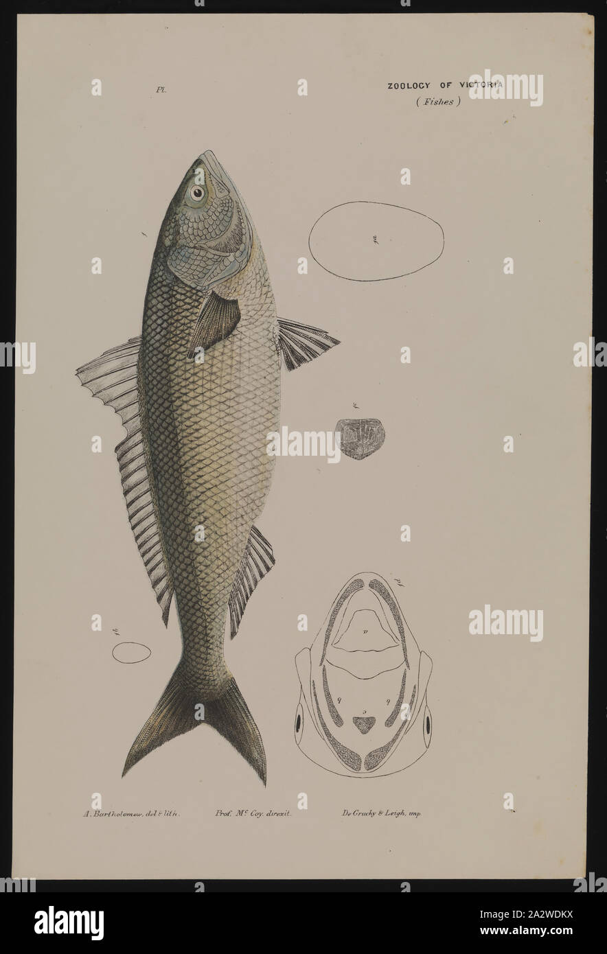 Die Lithographie, schließlich veröffentlicht als Platte 16 im Prodromus der Zoologie von Victoria von Frederick McCoy Stockfoto