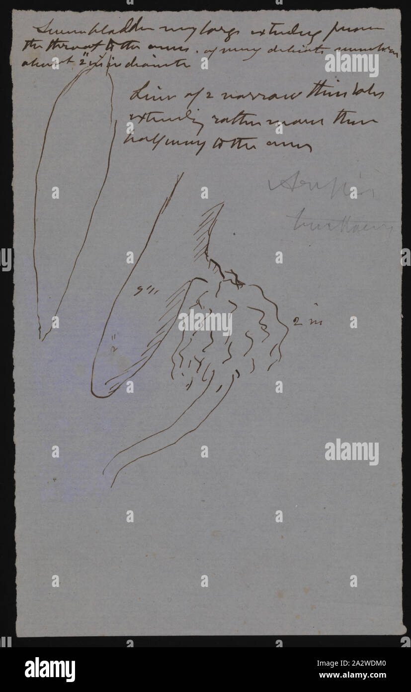 Notizen, schließlich veröffentlicht als Platte 16 im Prodromus der Zoologie von Victoria von Frederick McCoy Stockfoto