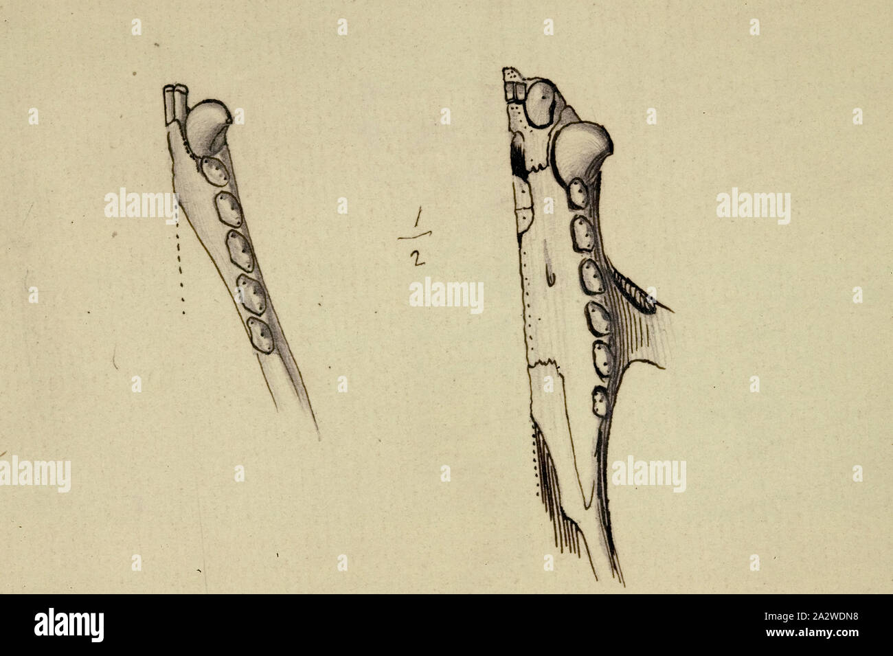 Abbildung - Bleistift und Tusche auf Papier, nicht nummerierten Abbildung C. im Zusammenhang mit der Veröffentlichung der Platte 31 im Prodromus der Zoologie von Victoria von Frederick McCoy Stockfoto