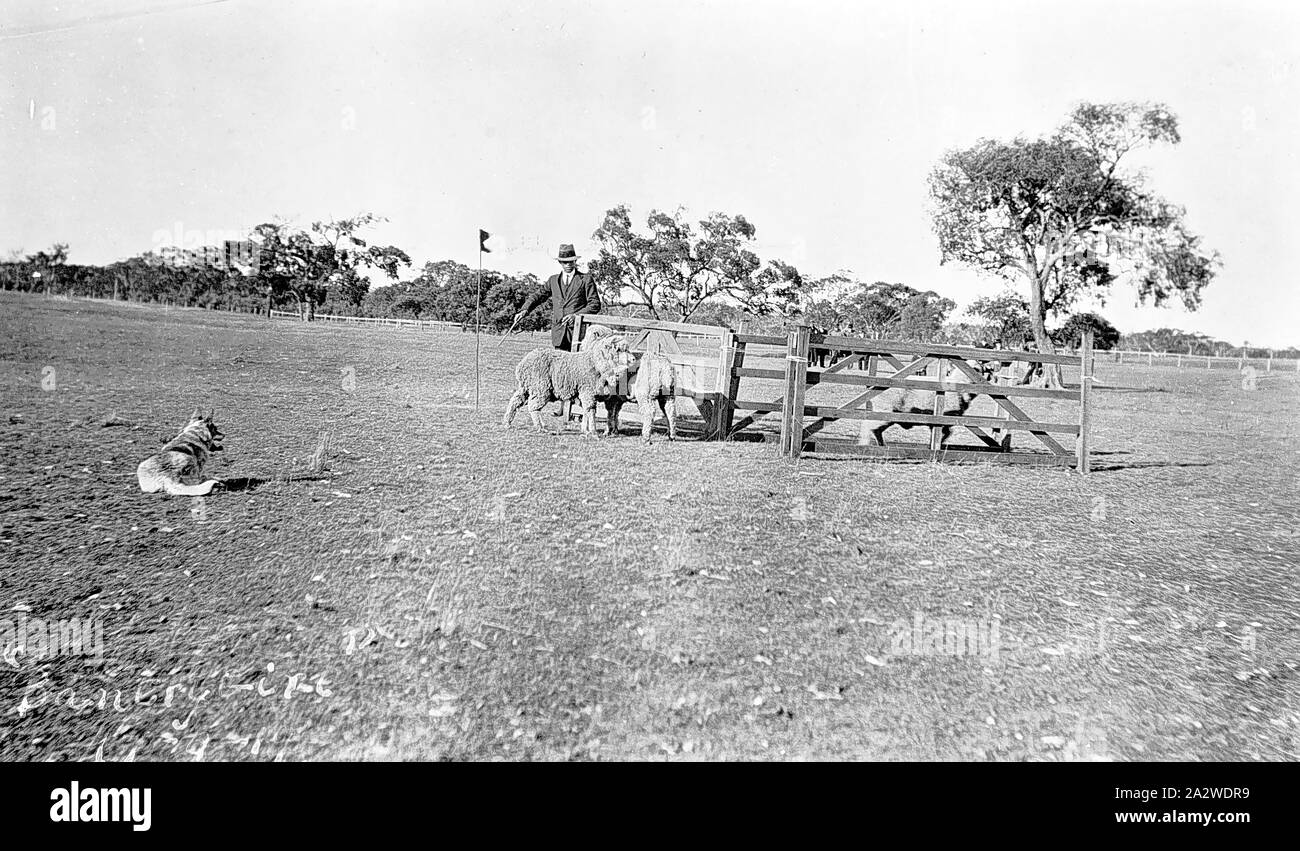 Negative - Sheepdog Trials, Nhill, Victoria, 1919, Schaf hund Versuche. Die Schafe sind im Begriff, den Stift, den Sie eingeben, wird der Hund sitzt auf der linken Seite. Der Hund, Whittington's Bantry Mädchen, gewann den Wettbewerb Stockfoto