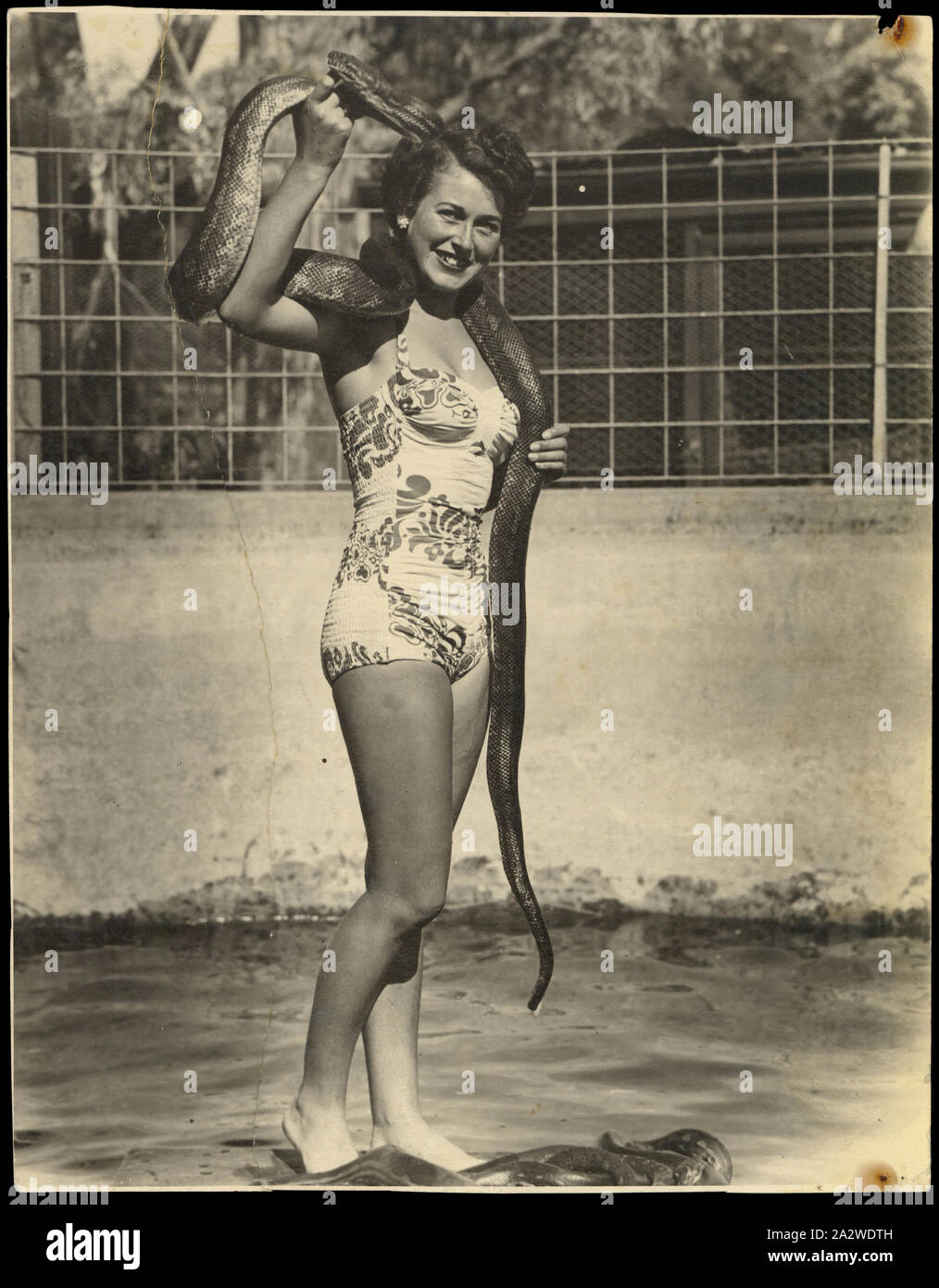 Fotografie - Bernice Kopple, in Badeanzug mit Python, Adelaide, Australien, 1951., Foto von Bernice Kopple, volle Länge, in einem Stück gemusterten Badeanzug mit einem Python drapiert aorund Hals und andere Schlangen an ihren Füßen, die in einem Tier Freigehege, in Adelaide Sanctuary, 1951. In den 1950er und 1960er Jahren Bernice Kopple arbeitete als Fotomodell und als Performer auf dem Tivoli. Bernice Kopple wurde in Glasgow, Schottland geboren 1930 Stockfoto