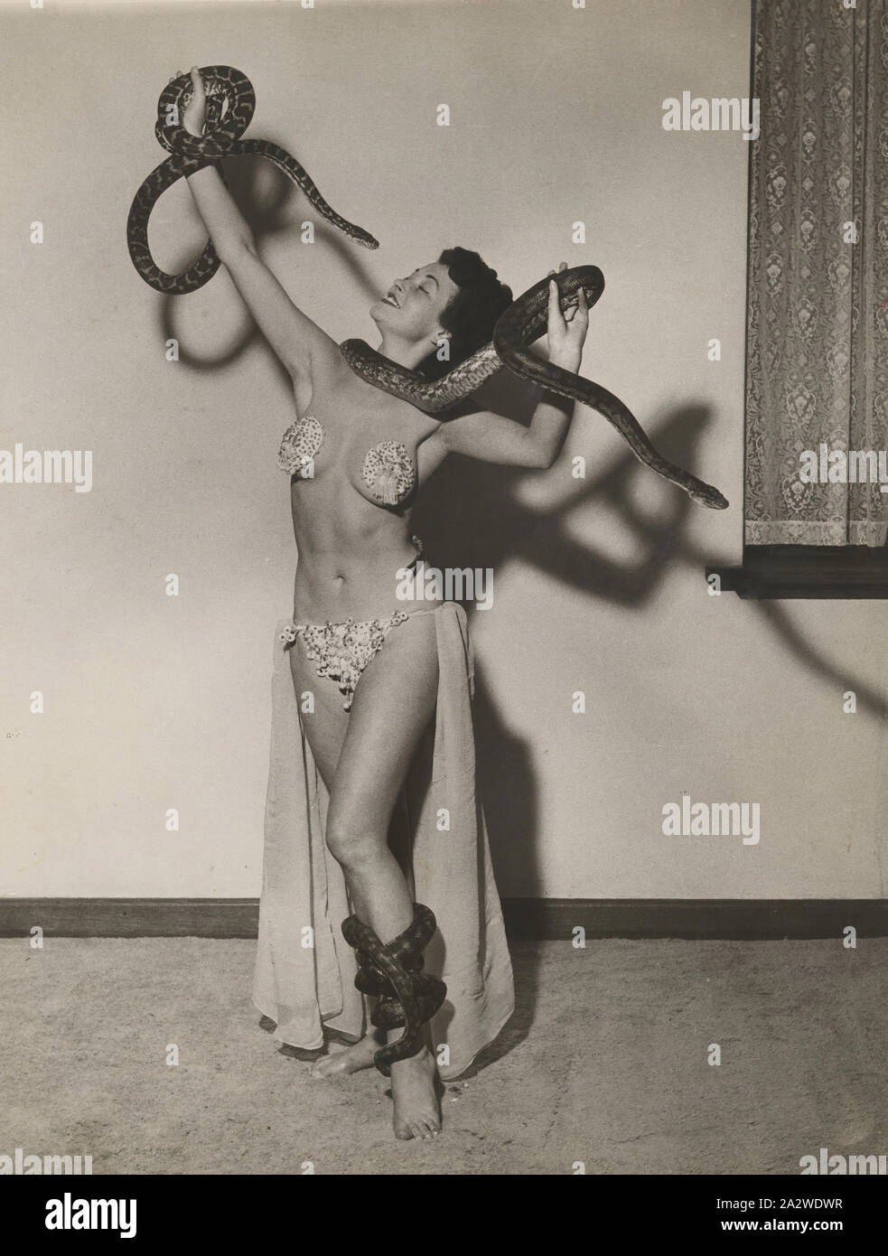 Fotografie - Bernice Kopple, stehend mit Python, Australien. 1950, Werbung Foto von Bernice Kopple in Tasseled pasties, bikini Hose und Harem Rock stehend mit Arme upstretched hält zwei pythons mit einem anderen Python um den unteren linken Bein gewickelt. In den 1950er und 1960er Jahren Bernice Kopple arbeitete als Performer auf dem Tivoli. Bernice Kopple wurde in Glasgow, Schottland geboren 1930 und nach Melbourne an Bord des Schiffes neue Australien 1950 migriert Stockfoto