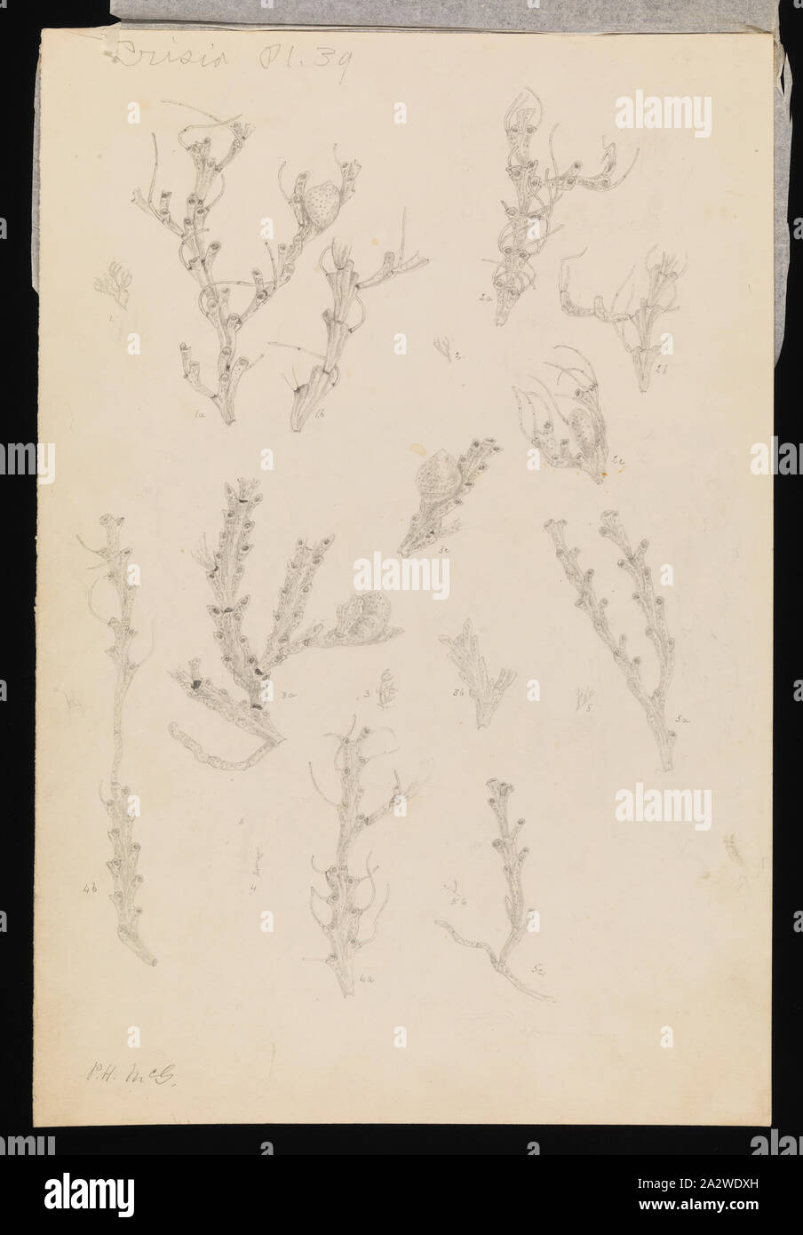 Abbildung - Bleistift auf Papier Der bryozoa, veröffentlicht als Platte 39 im Prodromus der Zoologie von Victoria von Frederick McCoy. Von Seidenpapier bedeckt Stockfoto