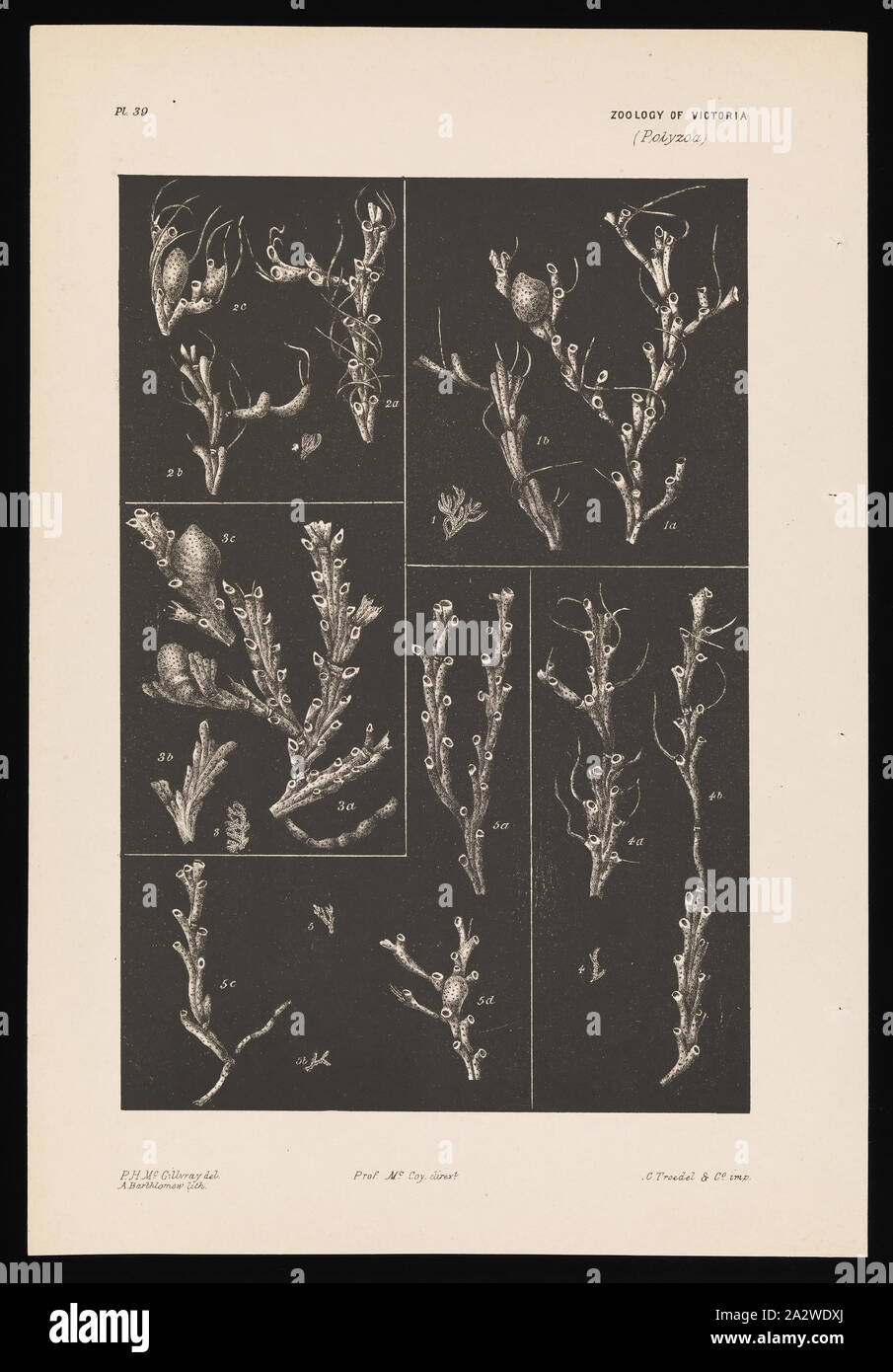 Lithographischen Drucken, veröffentlicht als Platte 39 im Prodromus der Zoologie von Victoria von Frederick McCoy. Von einem Überfluss Band entfernt Stockfoto