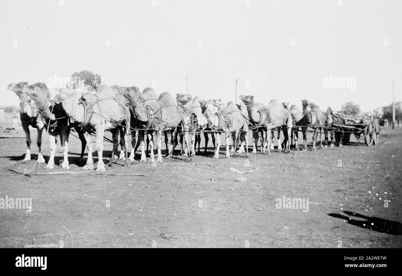 Negative - Camel Team & Wagen, Kalgoorlie, Western Australien, um 1910, ein großes Kamel Team in Kalgoorlie, Western Australien, Joch drei nebeneinander, ziehen einen Wagen. Datiert um 1910. Die Kamele und deren Kameltreiber half Lieferungen im Inland für die Bergbau- und Schafe Branchen führen, unterstützt den Bau der Overland Telegraph Line, der Canning Stock Route, großen Zaun Linien und die Trans-Australia und Zentrale australische Eisenbahnen. Sie trugen Rohre für Stockfoto