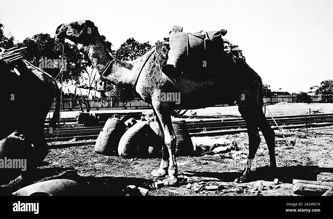 Negative - Kamel mit Salz, Underbool, Victoria, ca. 1930, ein Kamel mit Salz aus Salzseen zu Underbool Station in Victoria, circa 1930. Die Kamele und deren Kameltreiber half Lieferungen im Inland für die Bergbau- und Schafe Branchen führen, unterstützt den Bau der Overland Telegraph Line, der Canning Stock Route, großen Zaun Linien und die Trans-Australia und Zentrale australische Eisenbahnen. Sie trugen Rohre für die Goldfields Wasserversorgung Stockfoto