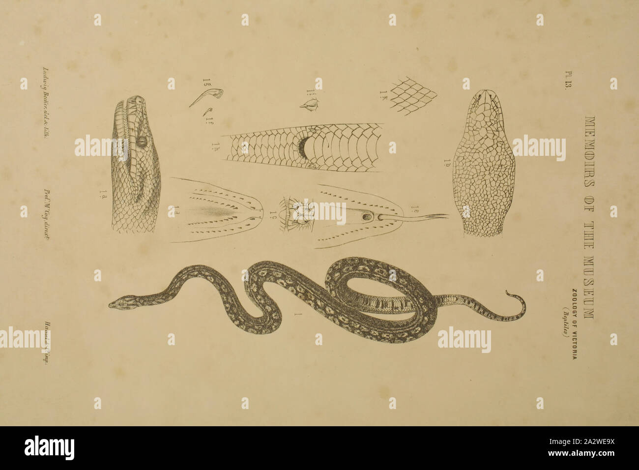 Lithographische Proof-lithographischen Tinte & Papier, eine Farbe der Nachweis für die Platte 13 im Prodromus der Zoologie von Victoria von Frederick McCoy Stockfoto