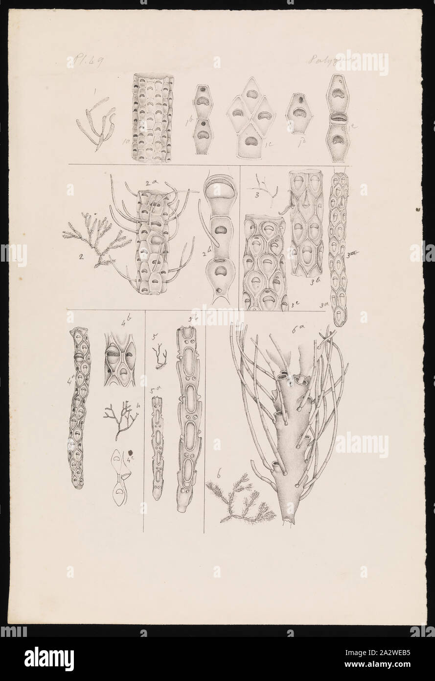Lithographische Nachweis von Sieben bryozoan Arten aus verschiedenen Gemeinden in Victoria, lithographischen Beweis für Platte 49 im Prodromus der Zoologie von Victoria von Frederick McCoy Stockfoto