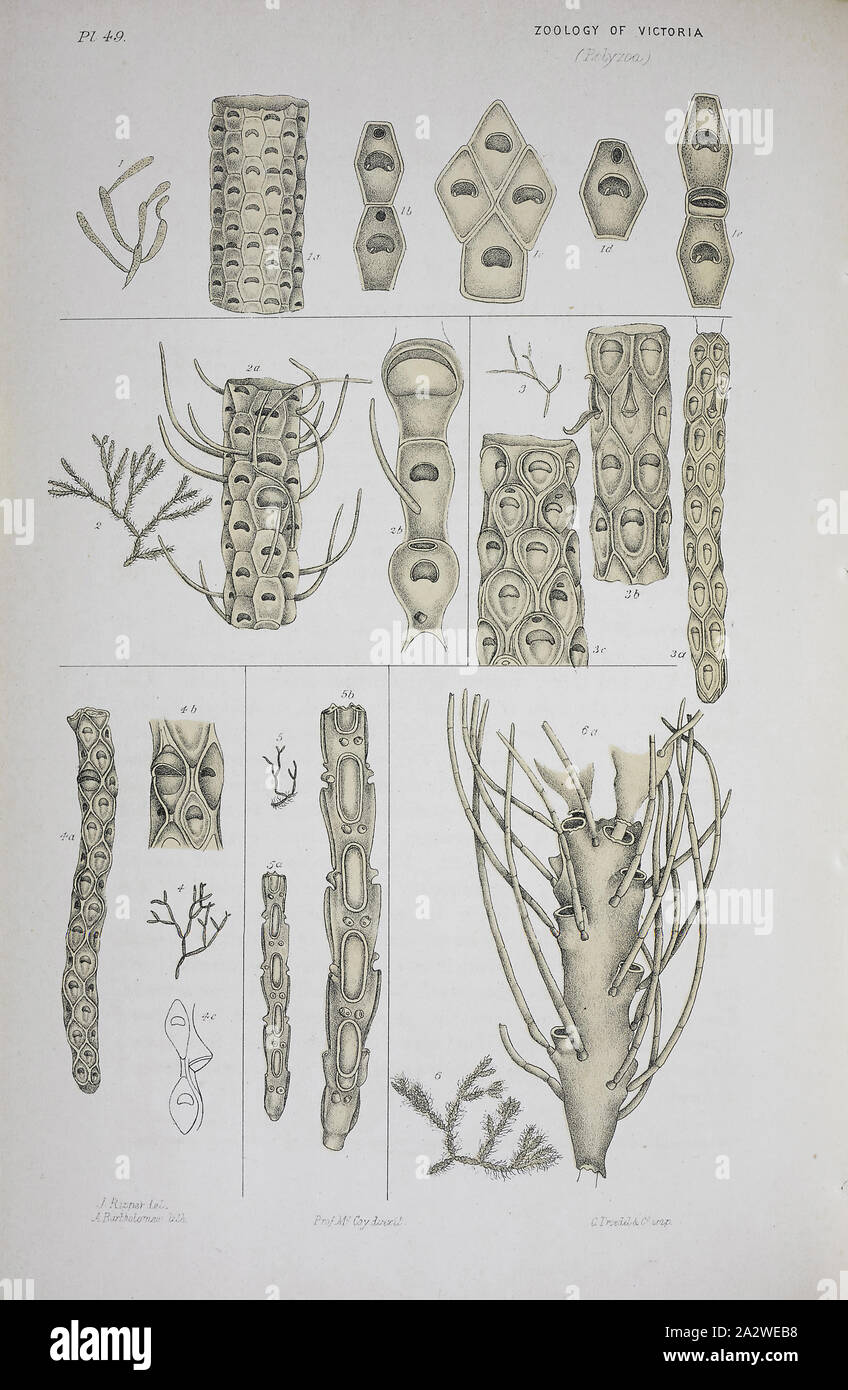 Lithographischen Drucken von Sieben bryozoan Arten aus verschiedenen Gemeinden in Victoria, lithographischen Drucken für Platte 49 im Prodromus der Zoologie von Victoria von Frederick McCoy Stockfoto