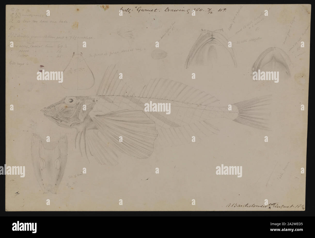 Pencill Illustration - Rote Knurrhahn, Chelidonichthys kumu, Arthur Bartholomäus, Bleistift Abbildung eines Roten Knurrhahn, Chelidonichthys kumu, von Arthur Bartholomäus, von Frederick McCoy als Teil seiner zoologischen Forschung in Auftrag gegeben. Diese Abbildung ist Teil des viel größeren Prodromus Sammlung. Viele der ursprünglichen Abbildungen in die Sammlung informiert der Erzeugung der beiden Volumen arbeiten "Prodromus der Zoologie von Victoria', Museum Victoria die erste große Stockfoto