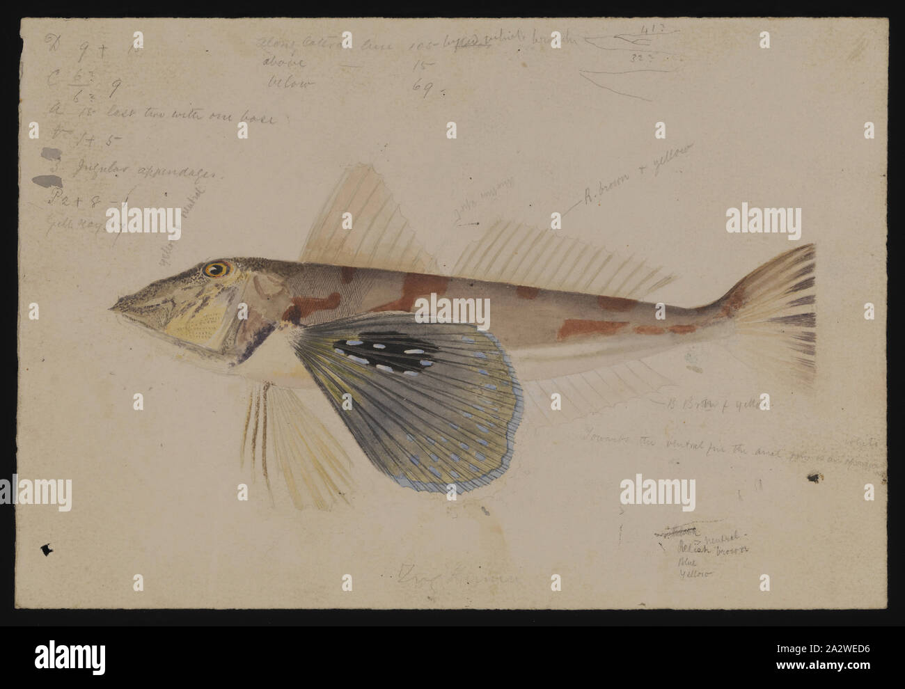Watercolor Illustration - Rote Knurrhahn, Chelidonichthys kumu, Arthur Bartholomäus, Aquarell Abbildung eines Roten Knurrhahn, Chelidonichthys kumu, von Arthur Bartholomäus, von Frederick McCoy als Teil seiner zoologischen Forschung in Auftrag gegeben. Diese Abbildung ist Teil des viel größeren Prodromus Sammlung. Viele der ursprünglichen Abbildungen in die Sammlung informiert der Erzeugung der beiden Volumen arbeiten "Prodromus der Zoologie von Victoria', Museum Victoria die erste große Stockfoto