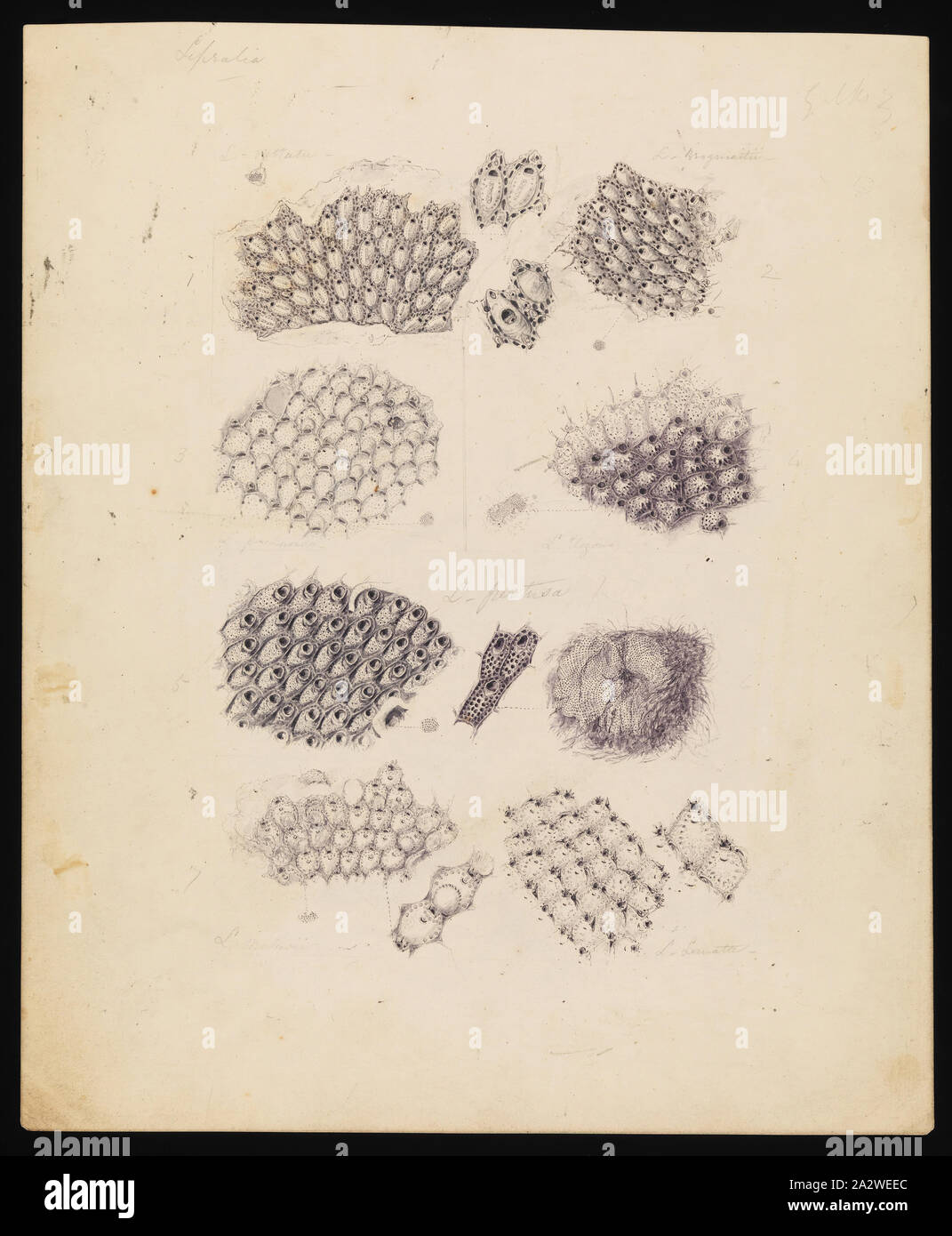 Zeichnung - Bleistift, Aquarell und Tusche auf Papier, nicht nummerierten Zeichnung veröffentlicht als Platte 36 im Prodromus der Zoologie von Victoria von Frederick McCoy Stockfoto