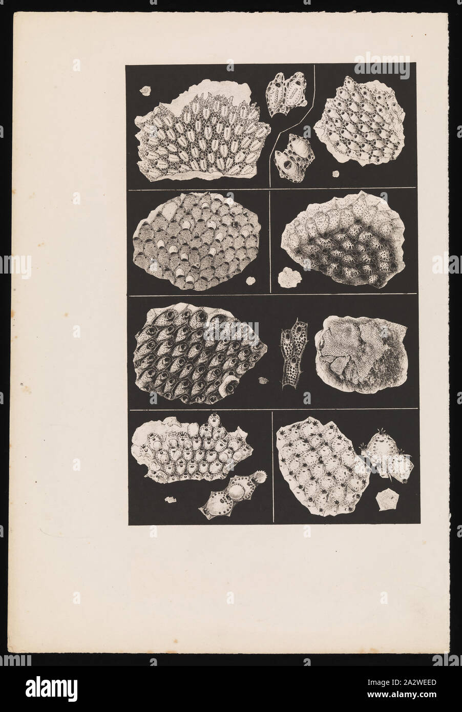 Lithographische Proof-lithographischen Tinte & Papier, lithographischen Beweis veröffentlicht, Platte 36 im Prodromus der Zoologie von Victoria von Frederick McCoy Stockfoto