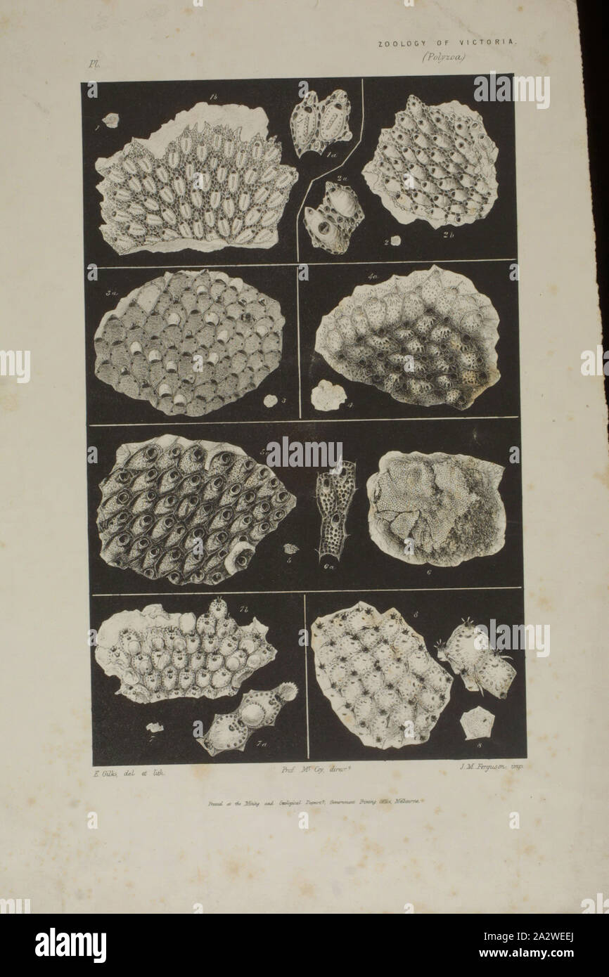 Lithographische Proof-lithographischen Tinte & Papier, lithographischen Drucken veröffentlicht als Platte 36 im Prodromus der Zoologie von Victoria von Frederick McCoy Stockfoto