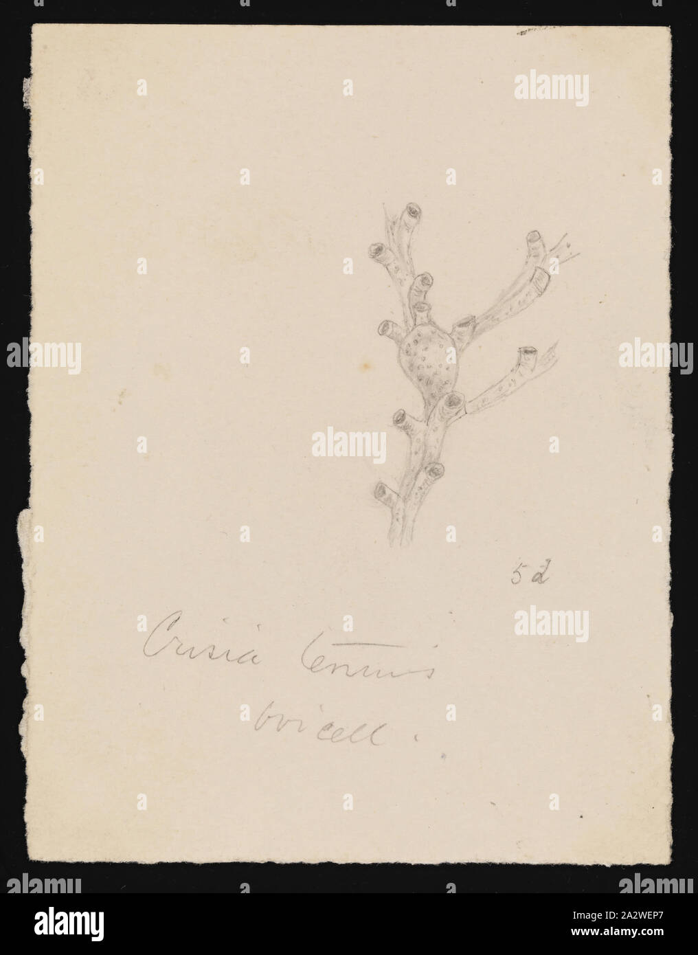 Abbildung - Bleistift auf Papier Der bryozoa, Bleistiftzeichnung von einer Spezies auf die veröffentlichten Platte 39 im Prodromus der Zoologie von Victoria von Frederick McCoy Stockfoto
