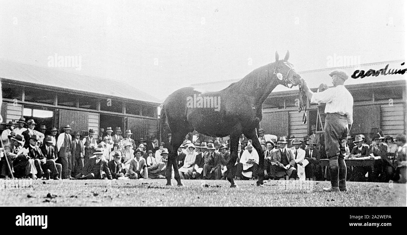 Negative - Newmarket, Victoria, 1920-1930, an ein Pferd verkaufen. Den Namen hat das Pferd auf dem Foto geschrieben worden, aber das Ende des Namens ist unklar Stockfoto