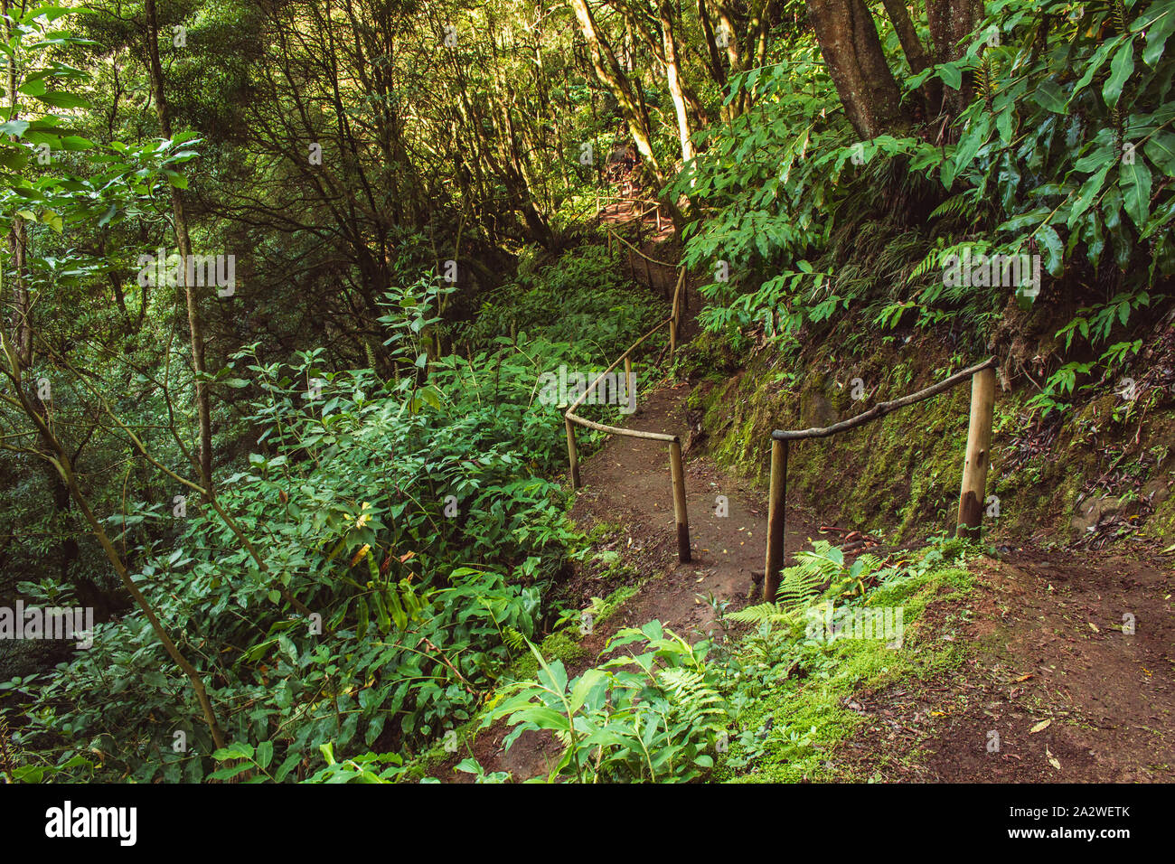 Parque Natural da Ribeira dos Caldeiroes, Sao Miguel, Azoren, Portugal Stockfoto