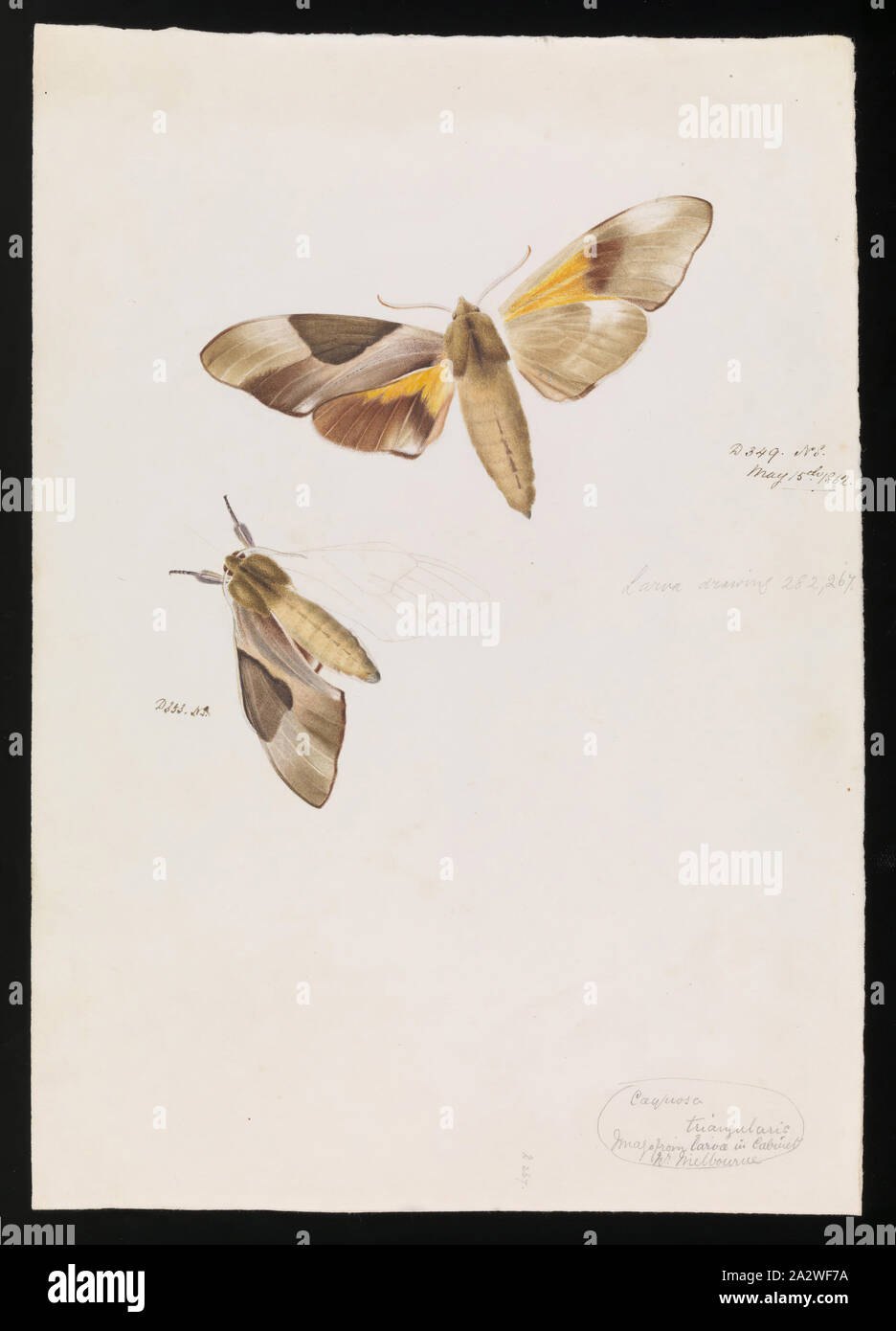 Watercolor Illustration - Double Headed Hawk Moth, Coequosa triangularis, Arthur Bartholomäus, Mai 1862, diese wissenschaftliche Abbildung von Arthur Bartholomäus wurde von Sir Frederick McCoy, Direktor des Museum Victoria als Teil seiner zoologischen Forschung in Auftrag gegeben. Es ist Teil des viel größeren Prodromus Sammlung. Viele der ursprünglichen Abbildungen in die Sammlung informiert der Erzeugung der beiden Volumen arbeiten "Prodromus der Zoologie von Victoria' Museum Victoria die erste große Stockfoto