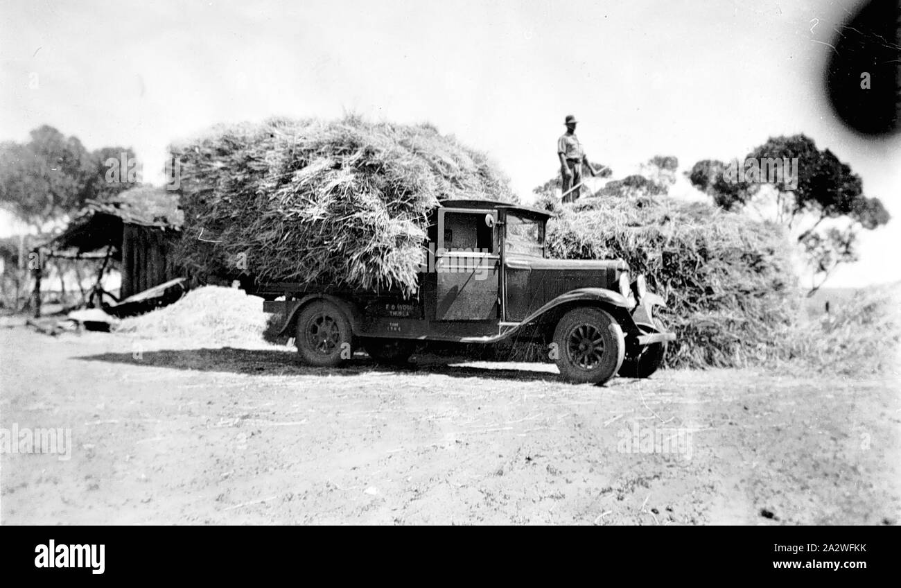 Negative - Ginquim, Victoria, 1934, einem Menschen, der ein heuschober. Es ist ein Fahrzeug in den Vordergrund mit anderen Ladung Heu. Im Hintergrund sind Ställe von Kiefer und mit einem Ast Dach gebaut Stockfoto