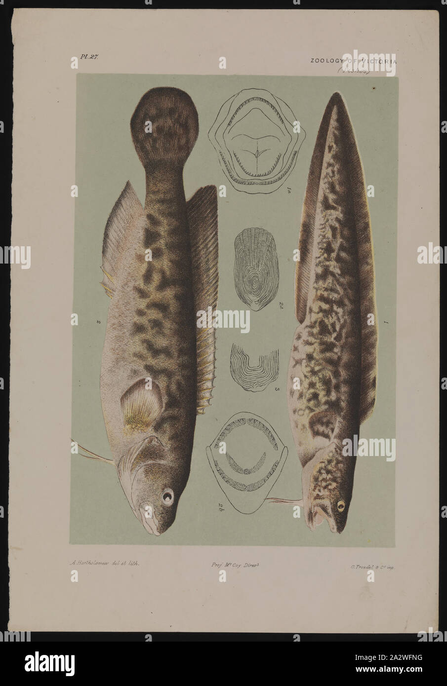 Lithographische Proof-Lithographische Tusche auf Papier, Farbe Nachweis B veröffentlicht als Platte 27 im Prodromus der Zoologie von Victoria von Frederick McCoy Stockfoto