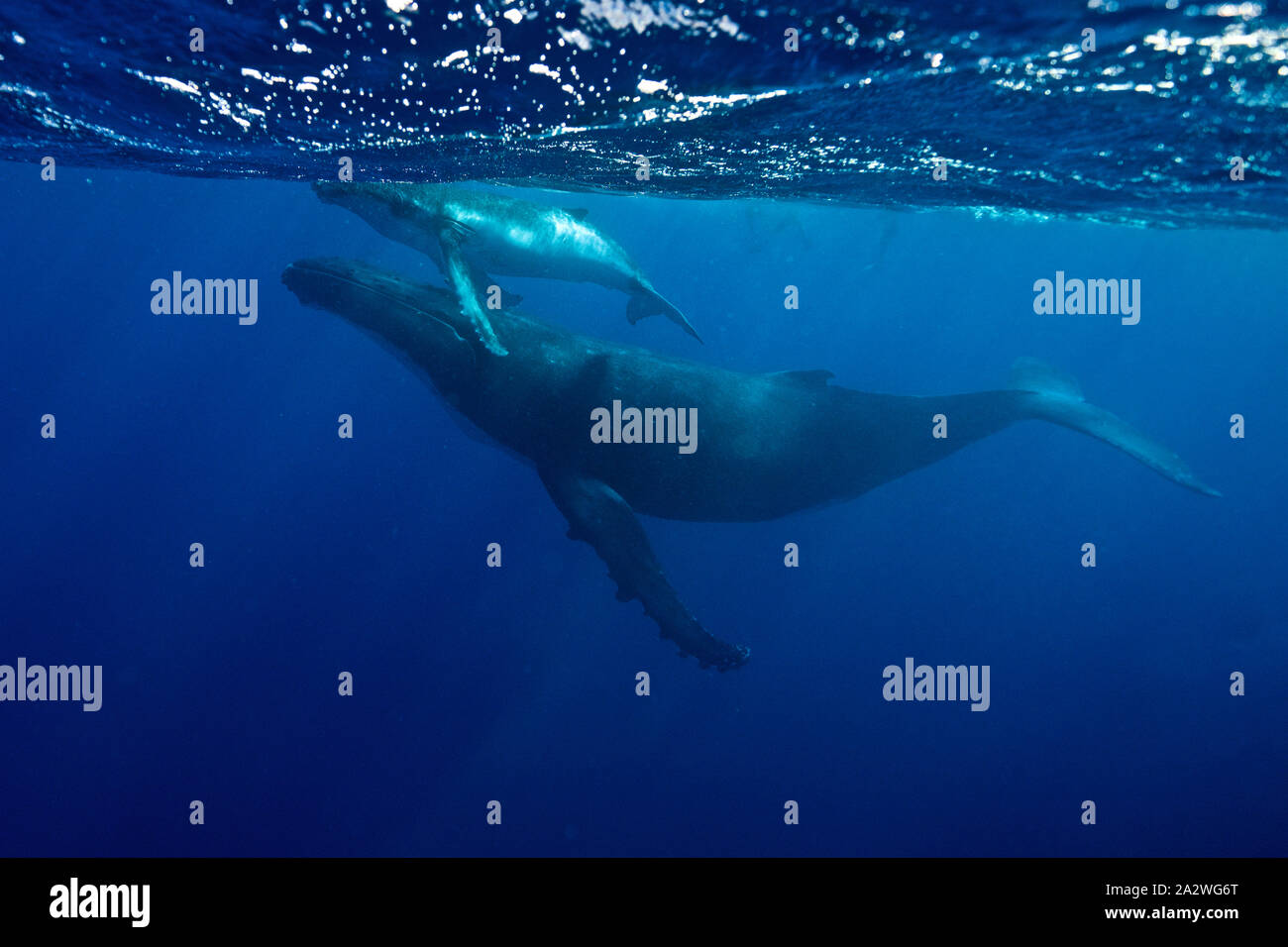 Ein junger Buckelwal Kalb spielt mit seiner Mama, in den sauberen blauen Wasser des Pazifischen Ozeans, in Französisch-Polynesien Stockfoto