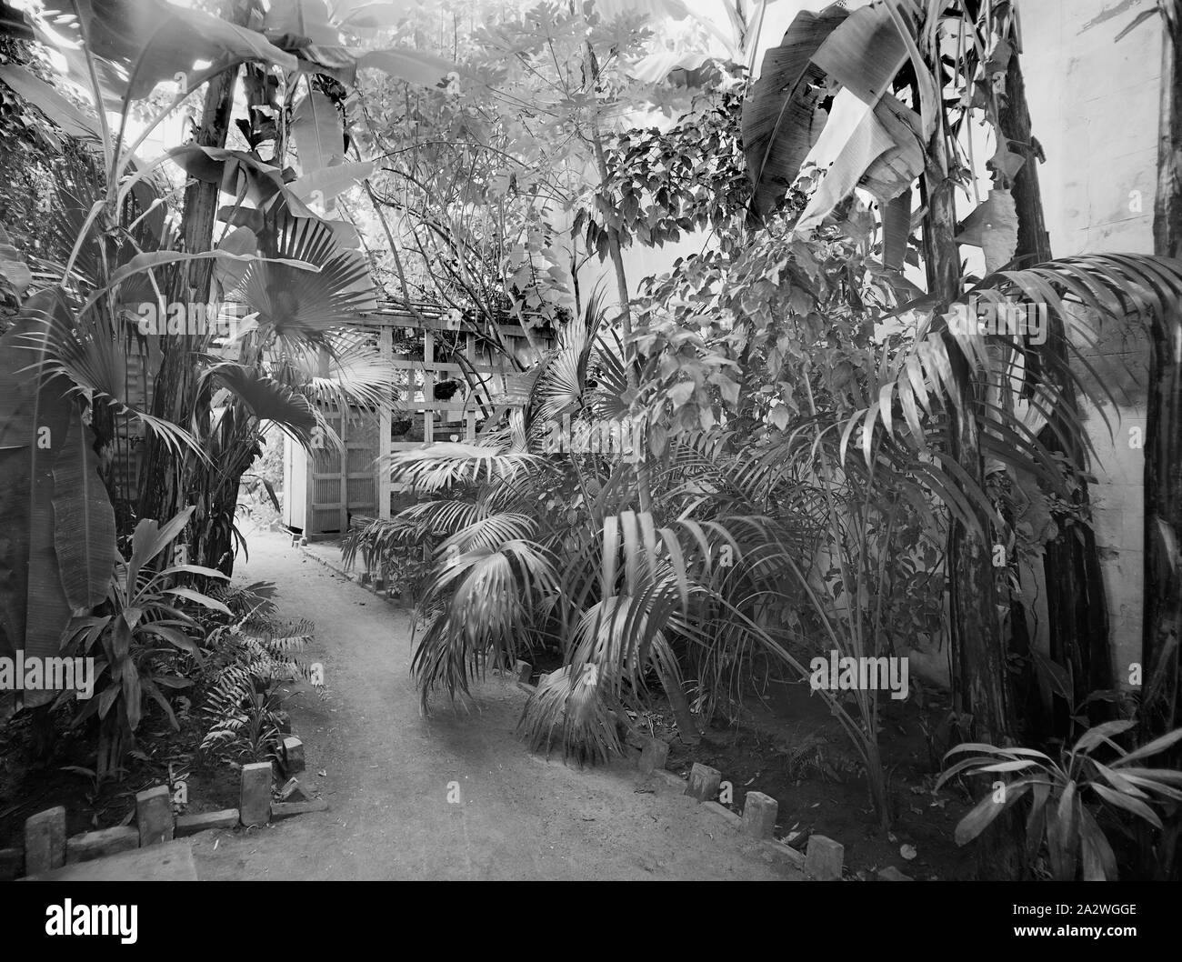 Negativ, Garten, Kodak Niederlassung, Townsville, QLD, 1930er Jahre, Schwarz-weiß Film negativ Der Garten an der Rückseite des Kodak Australasia Pty Ltd Filiale und die Bearbeitung am selben Tag Labor an der Flinders St, Townsville, Queensland, in den 1930er Jahren. Diese Kodak Shop wurde im Jahre 1920 gebaut, mit der zweiten Geschichte im Jahre 1929 aufgenommen. Oben war die Verarbeitung lab für Drucken und entwickeln, und unten war das Ladengeschäft. Auf der Rückseite gibt es einen dichten Stockfoto